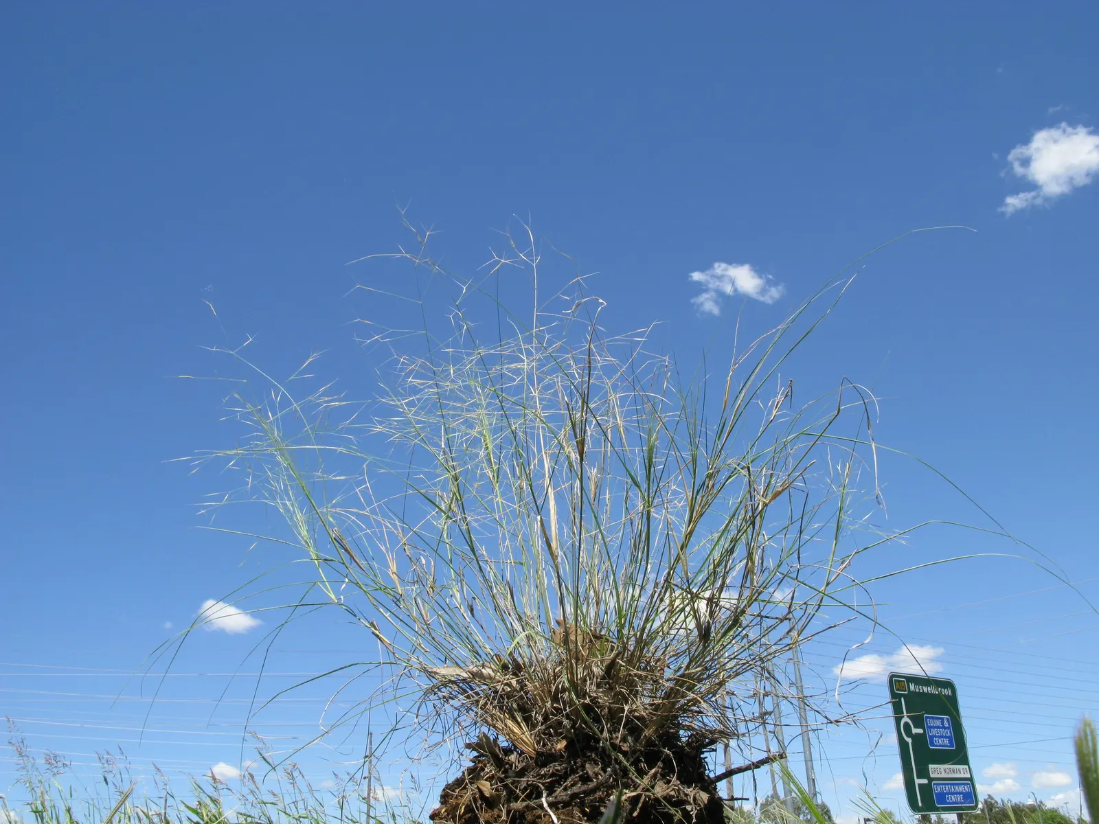 Tussock Sedge (Carex Stricta) — Tussock Sedge (Carex stricta); the plant flourishes in full to partial sun, making it a flexible choice for varying garden