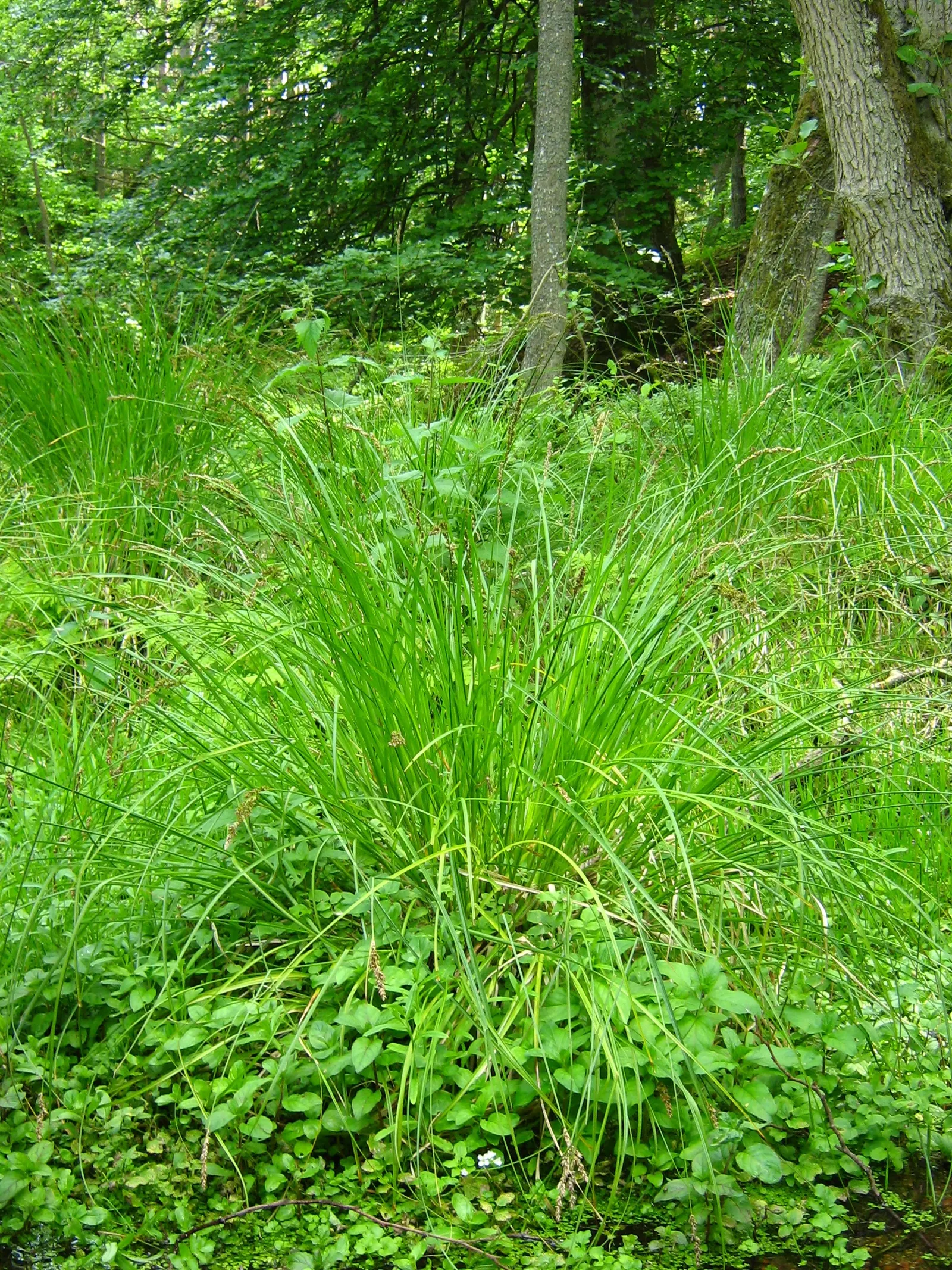 Tussock Sedge (Carex Stricta) — or naturalized areas near ponds and streams.<br><br>During the late spring