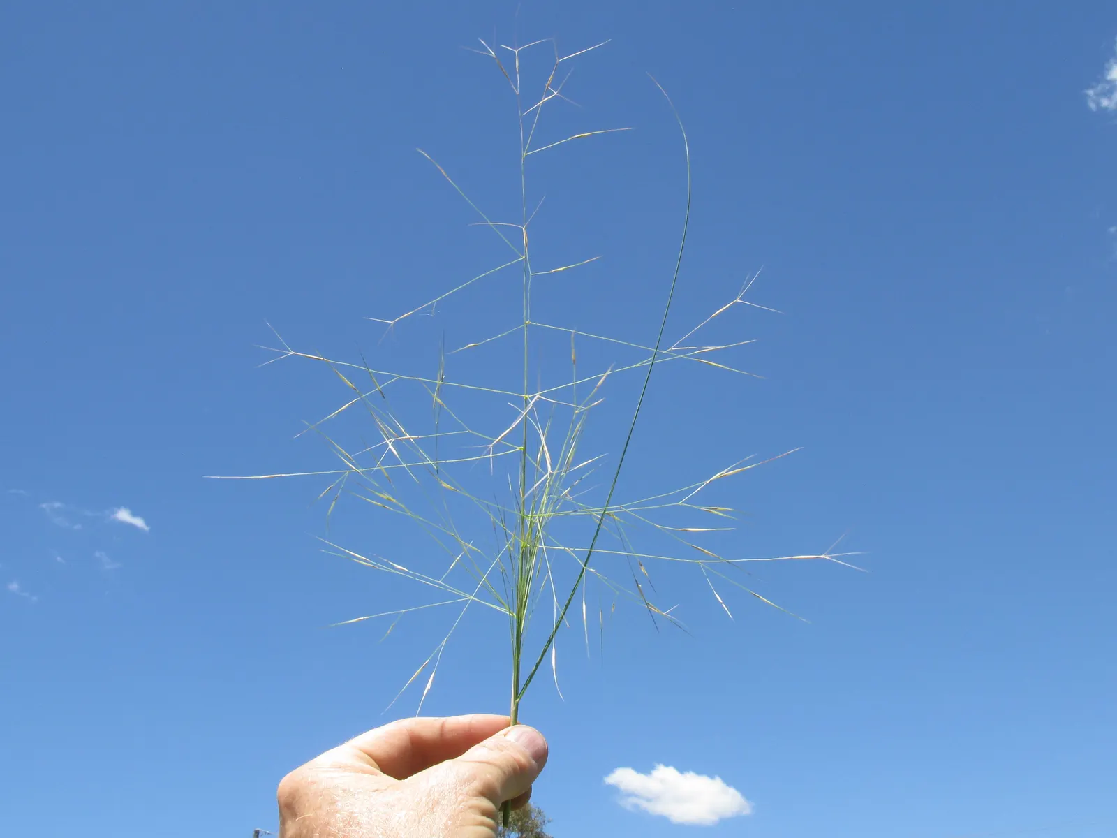 Tussock Sedge (Carex Stricta) — This hardy perennial prefers full sun to part shade and is ideal for rain gardens and water edges; commonly known, image 67