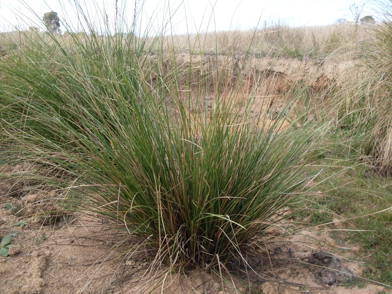 Tussock Sedge (Carex Stricta) — Characterized by its dense; red flowers in the garden