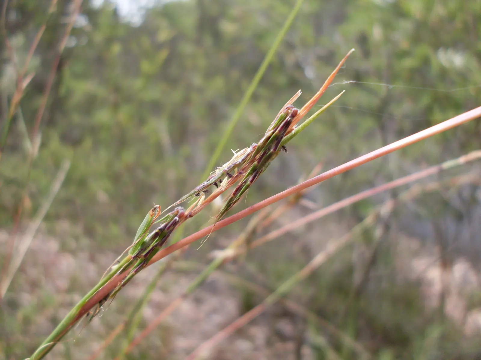 Tussock Sedge (Carex Stricta) — or naturalized areas near ponds and streams.<br><br>During the late spring; creating habitat for wildlife and, image 81