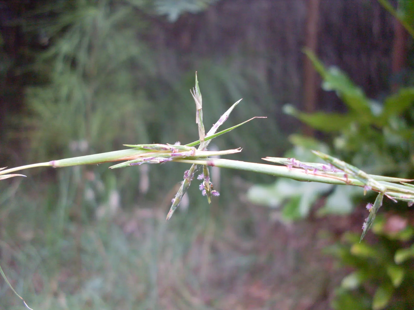 Tussock Sedge (Carex Stricta) — Incorporating this native sedge en masse offers both ecological function and an elegant; grass for full or half or shade