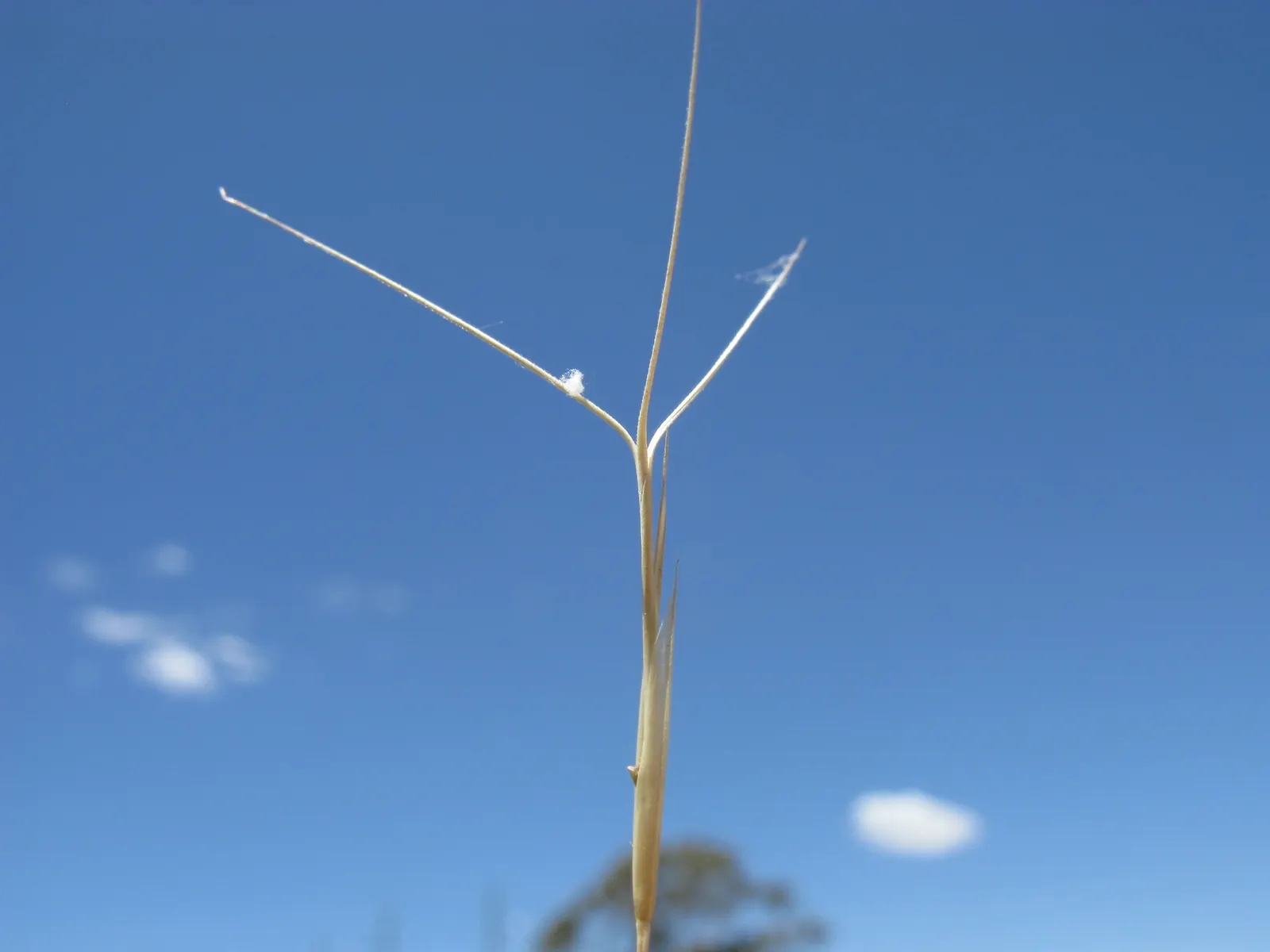 Tussock Sedge (Carex Stricta) — the foliage adorns the landscape with a fine texture