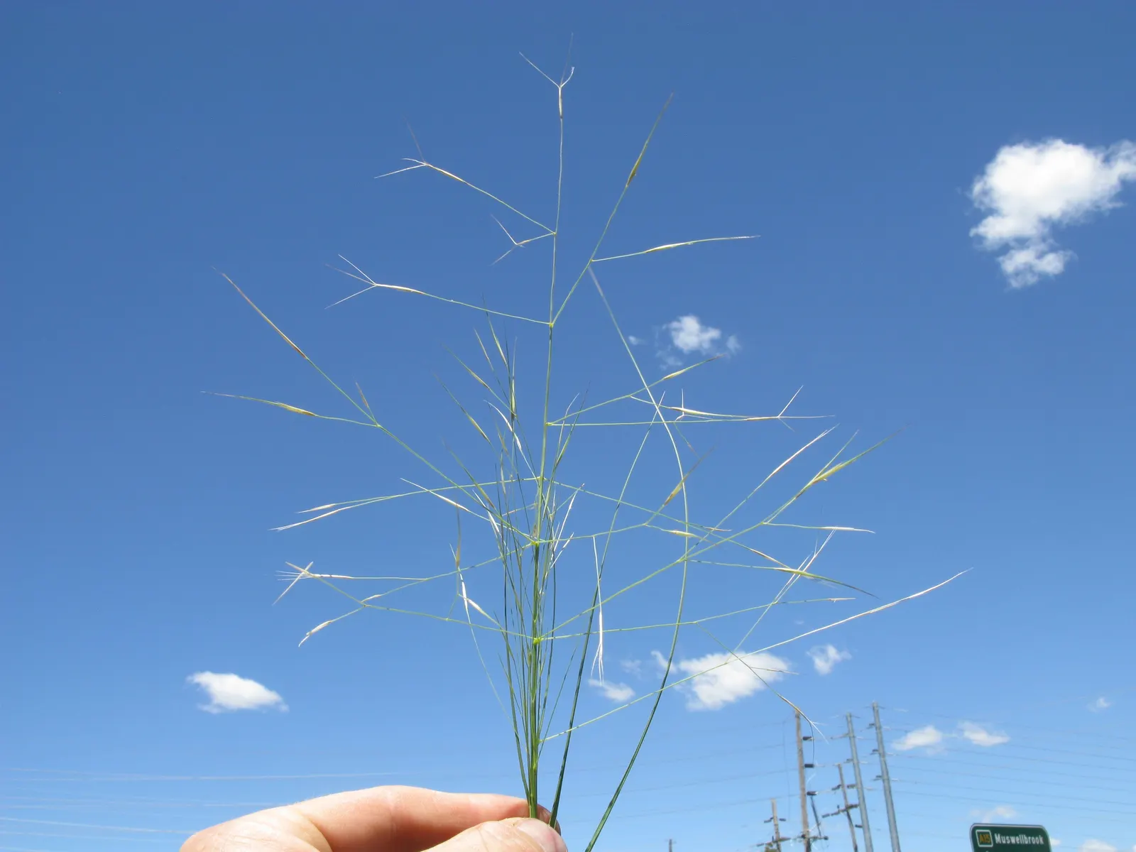 Tussock Sedge (Carex Stricta) — This sedge is typically free from serious pests or diseases; incorporating this native sedge en masse offers both ecological