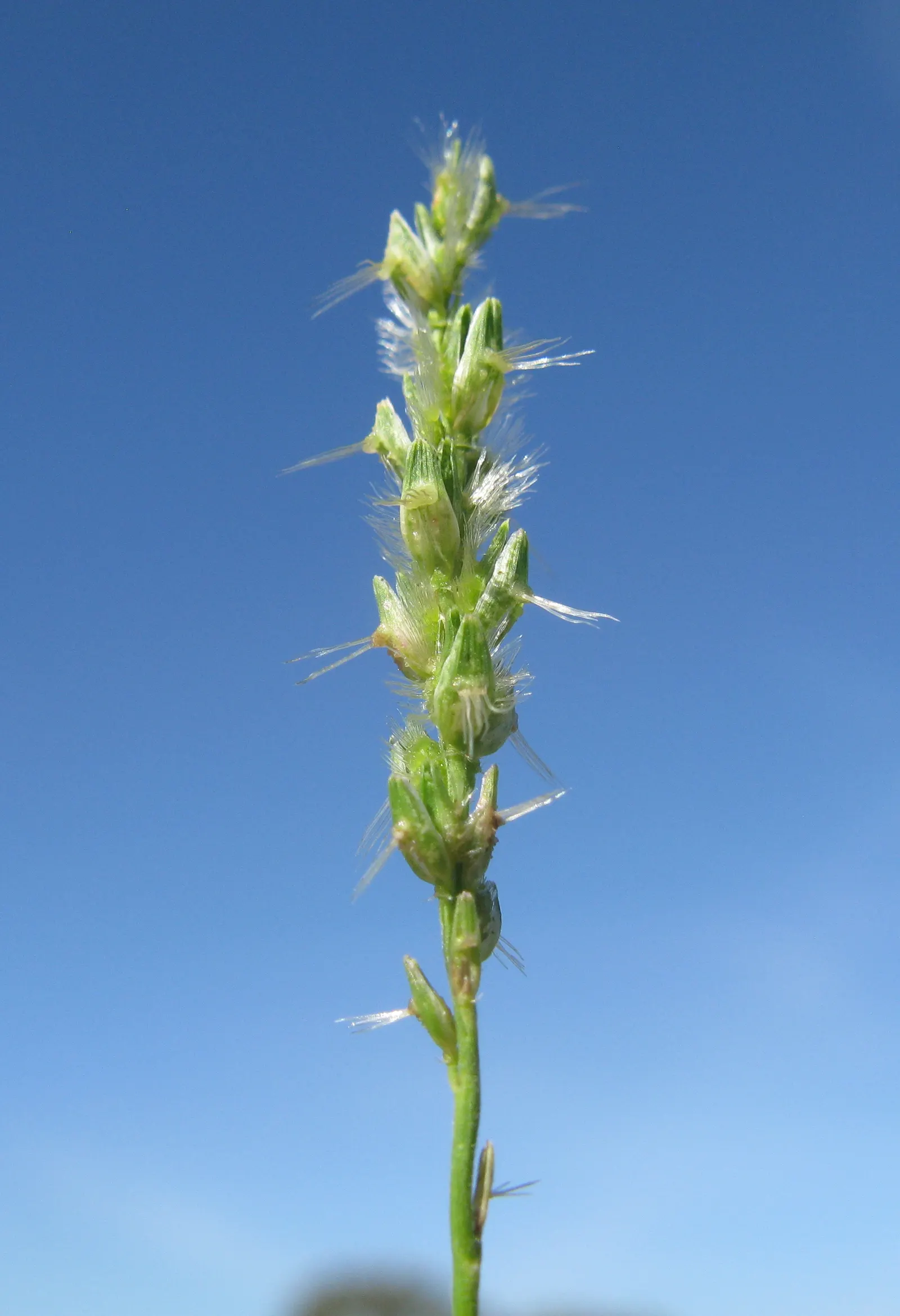 Tussock Sedge (Carex Stricta) — Tussock Sedge (Carex stricta); the plant flourishes in full to partial sun, making it a flexible choice for varying, image 100