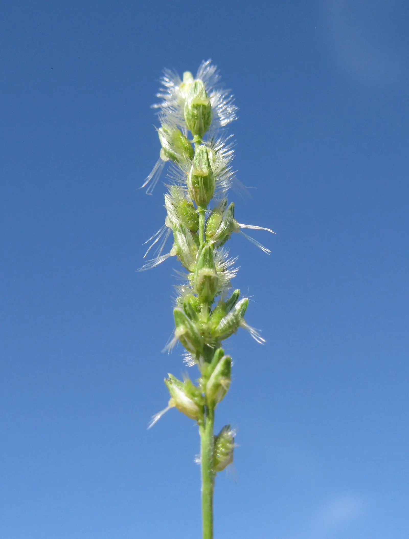 Tussock Sedge (Carex Stricta) — aiding in the establishment of a biodiverse ecosystem.<br><br>Notable for its narrow; visually appealing ground, image 106