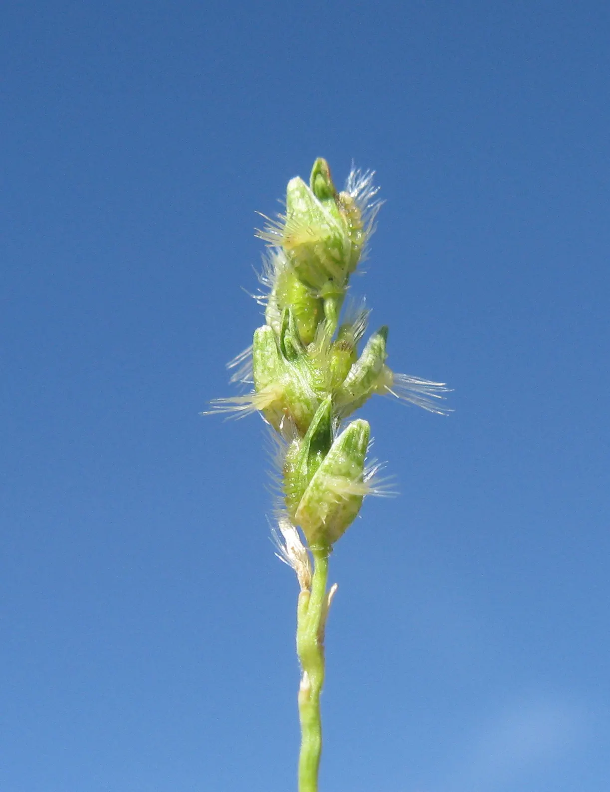 Tussock Sedge (Carex Stricta) — Tussock Sedge is hardy and adaptable to a range of moist to wet soil conditions