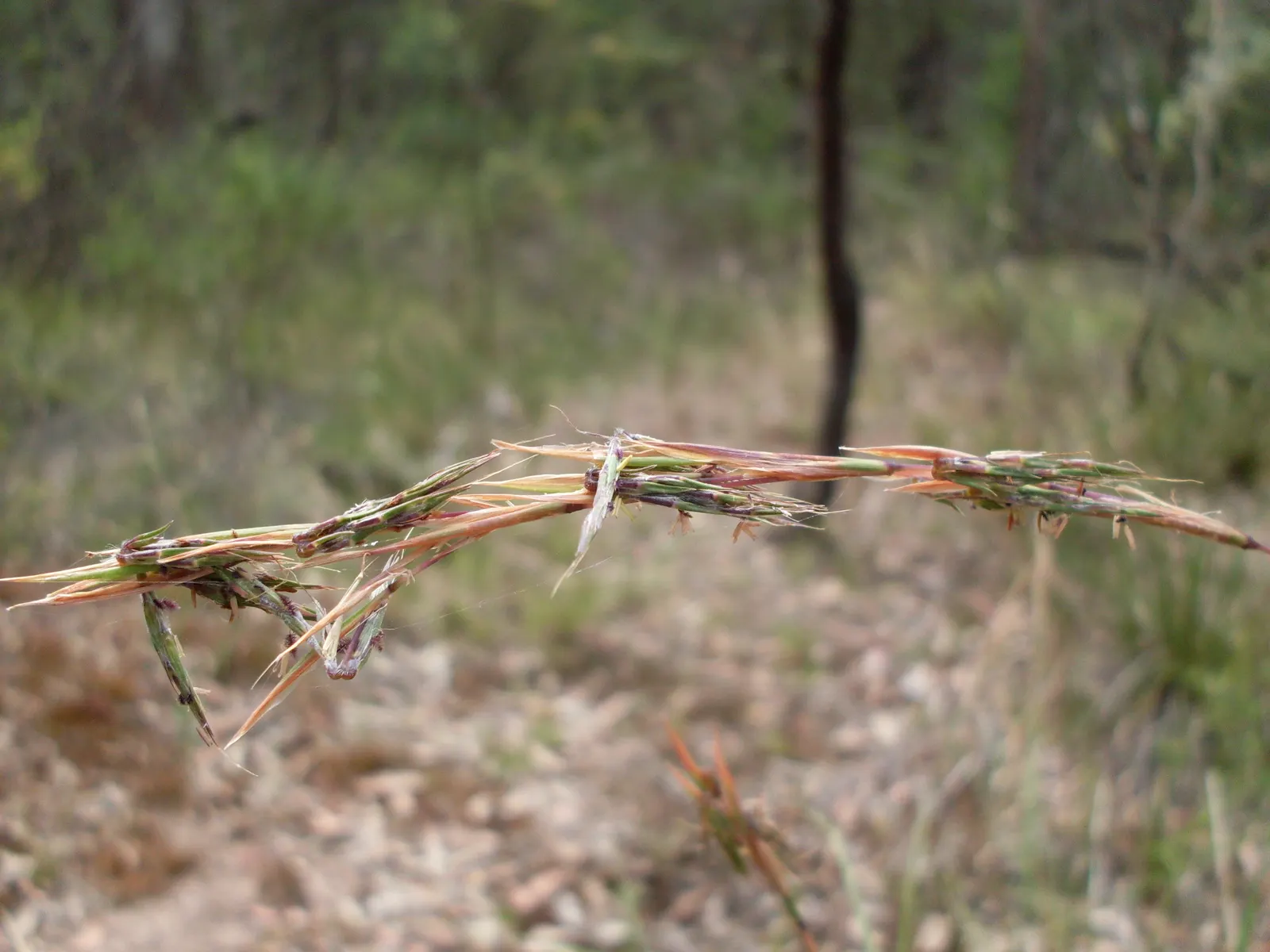 Tussock Sedge (Carex Stricta) — aiding in the establishment of a biodiverse ecosystem.<br><br>Notable for its narrow; visually appealing ground, image 75