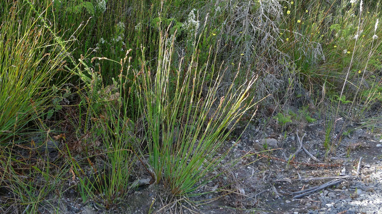 Tussock Sedge (Carex Stricta) — forming dense clumps up to 2-3 ft wide