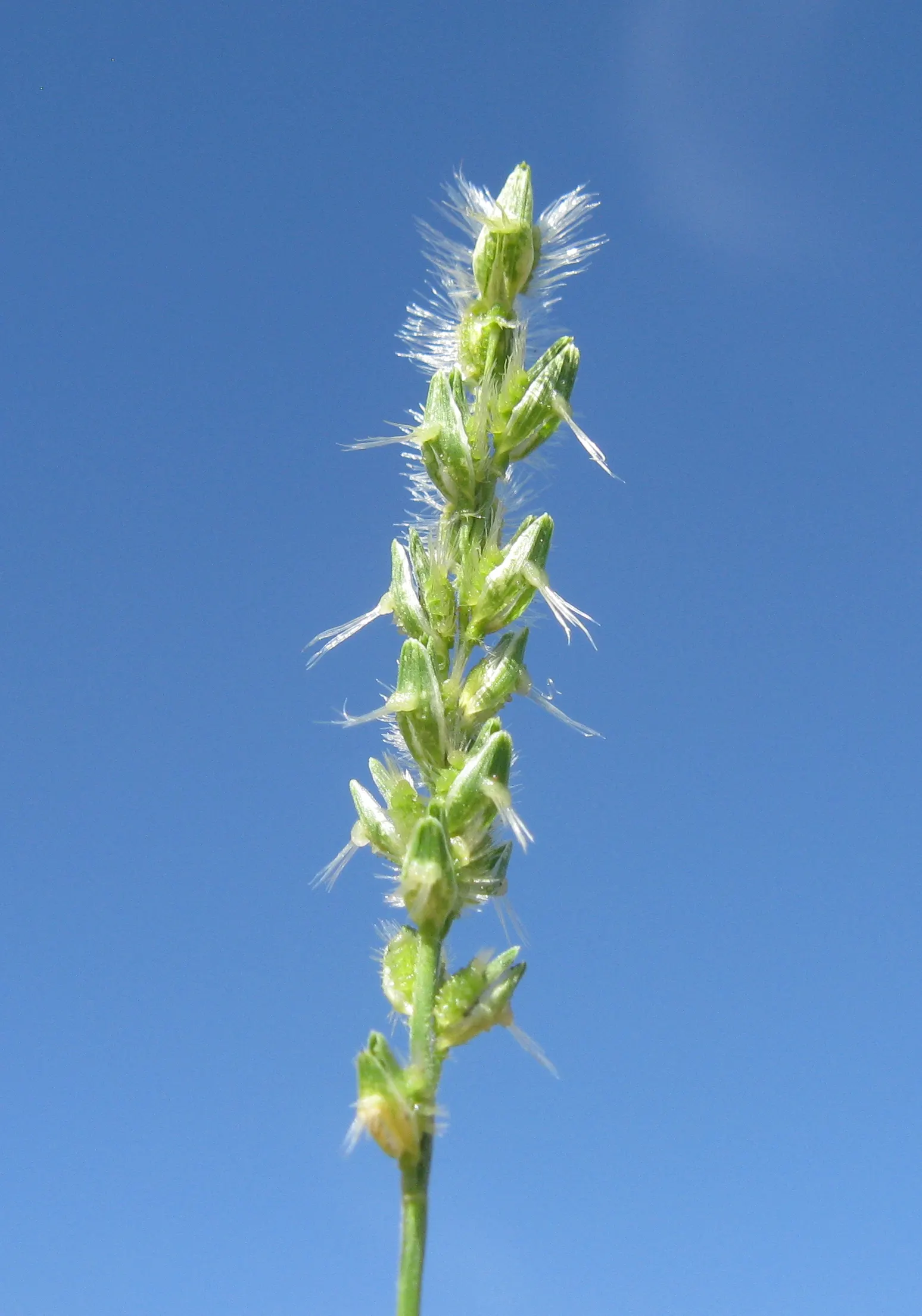 Tussock Sedge (Carex Stricta) — inconspicuous greenish-brown flower spikes emerge; aiding in the establishment of a biodiverse, image 82