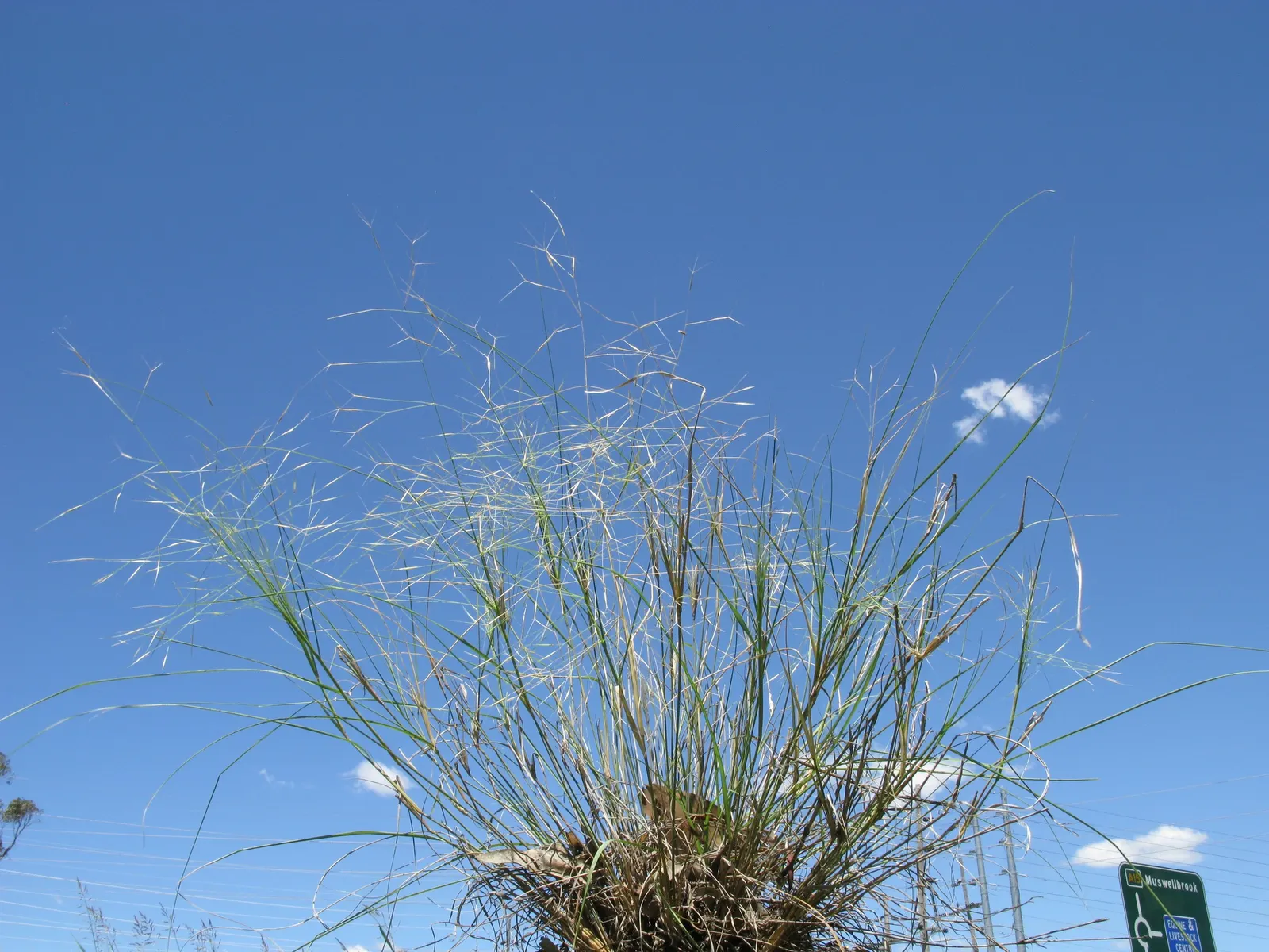 Tussock Sedge (Carex Stricta) — red flowers in the garden; the foliage adorns the landscape with a fine texture