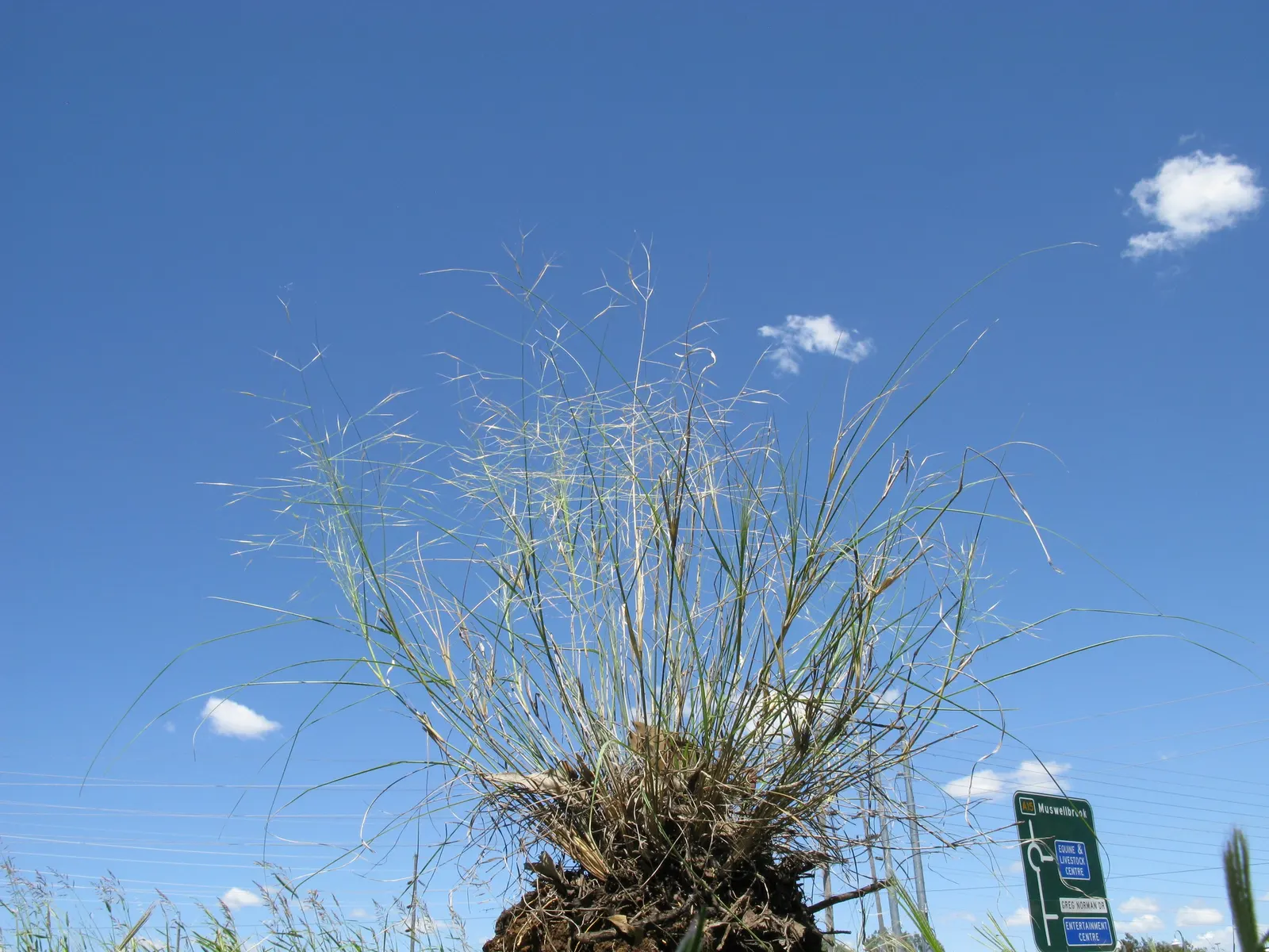 Tussock Sedge (Carex Stricta) — ensuring a low-maintenance presence in the garden.<br><br>When designing with Carex stricta; it stands about 1-3 ft tall with