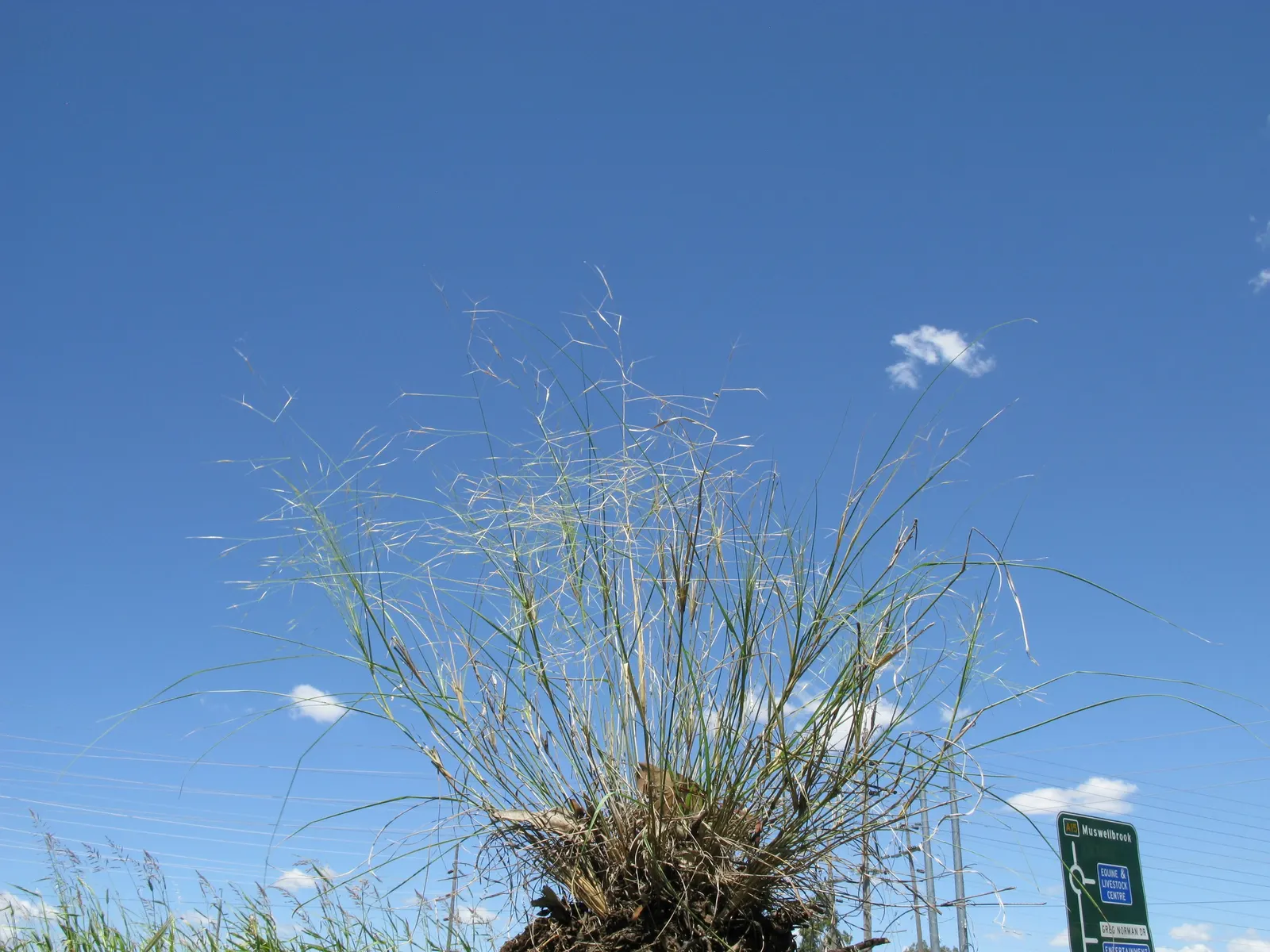 Tussock Sedge (Carex Stricta) — ensuring a low-maintenance presence in the garden.<br><br>When designing with Carex stricta; it stands about 1-3 ft, image 85
