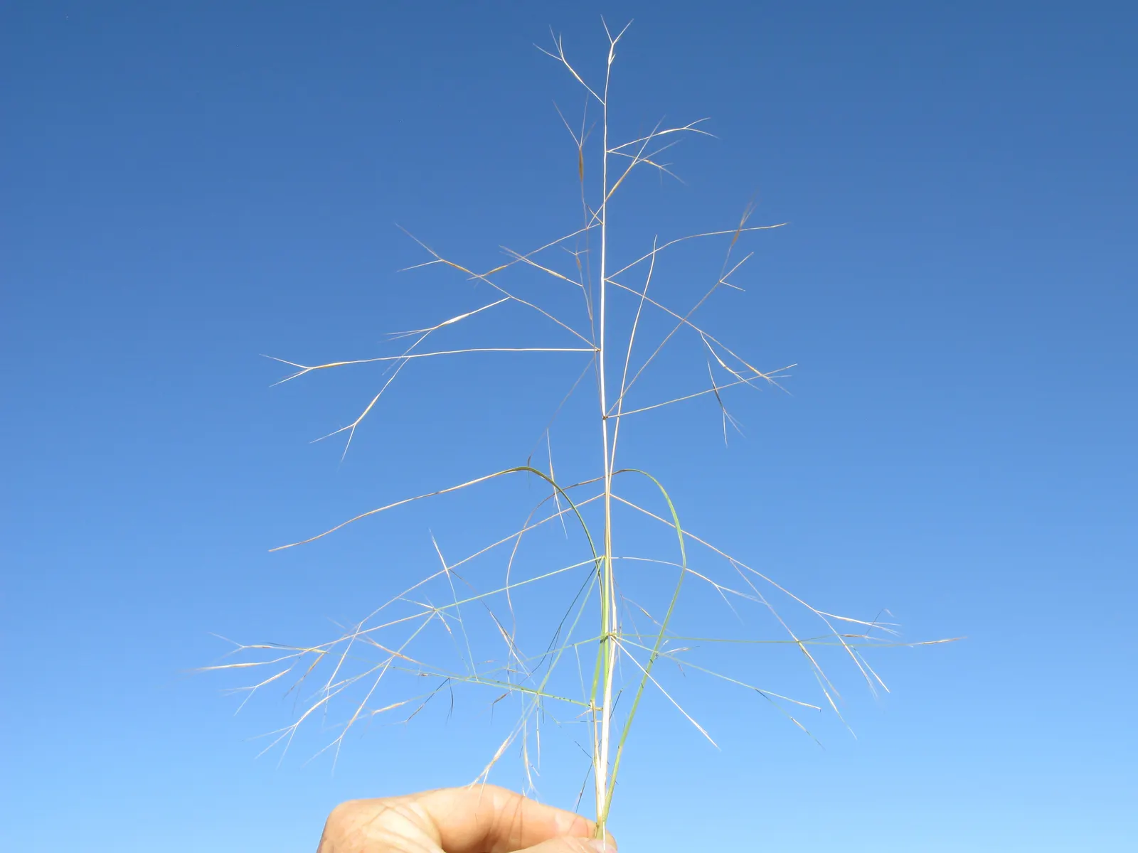 Tussock Sedge (Carex Stricta) — The inconspicuous greenish-brown flower spikes appear in late spring; plant spacing of 1.5 to 2.5 feet on center is, image 66