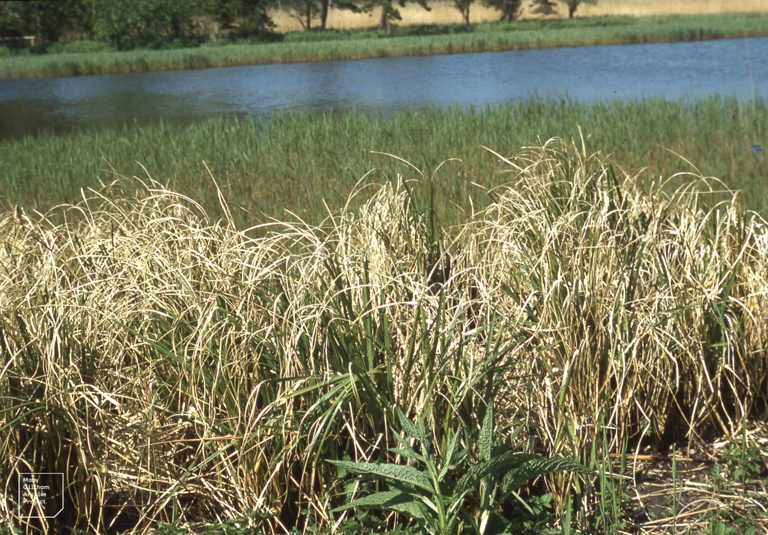 Tussock Sedge (Carex Stricta) — Incorporating this native sedge en masse offers both ecological function and an elegant