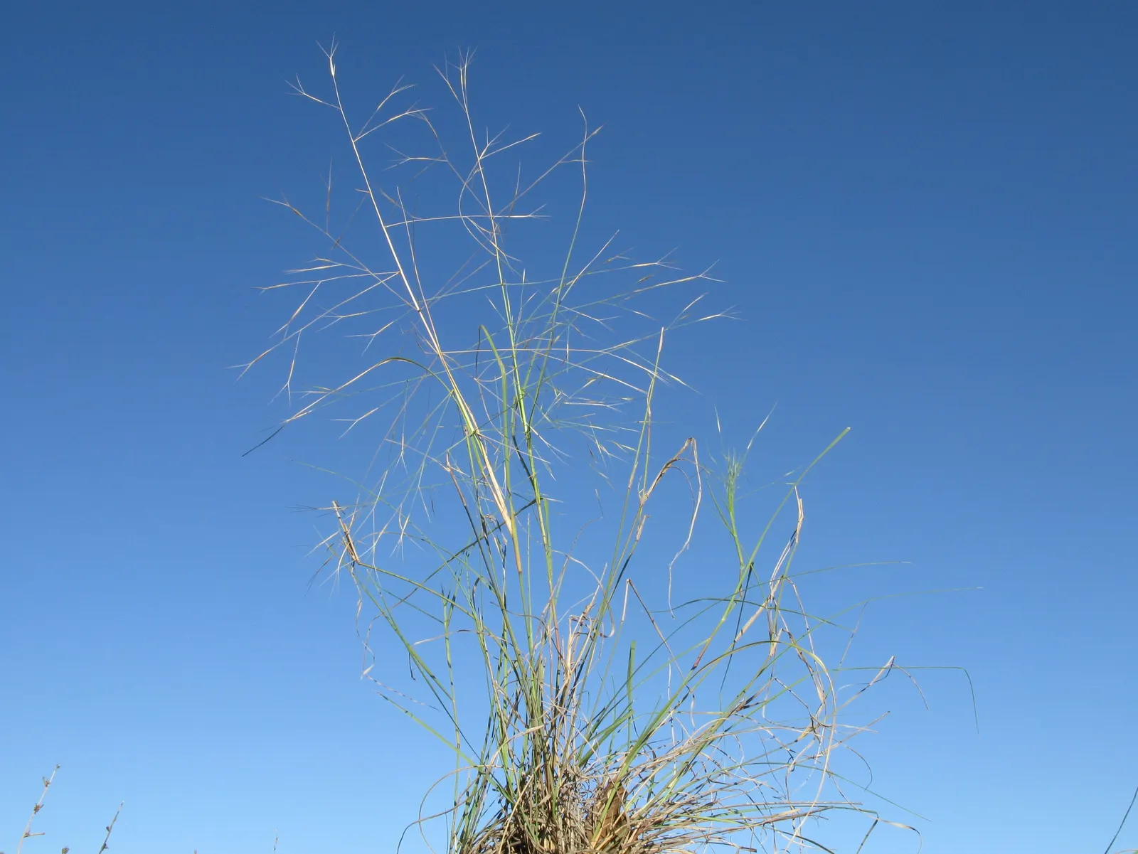 Tussock Sedge (Carex Stricta) — forming dense clumps up to 2-3 ft wide; which can reach heights of 1-2 feet with a comparable spread, image 95