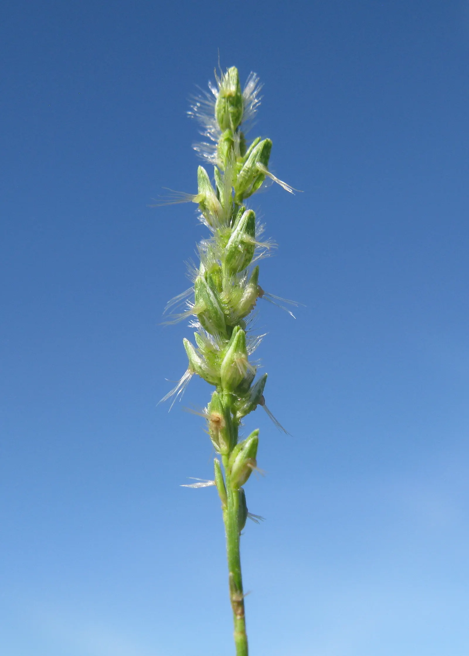 Tussock Sedge (Carex Stricta) — Incorporating this native sedge en masse offers both ecological function and an elegant; grass for full or half or, image 89