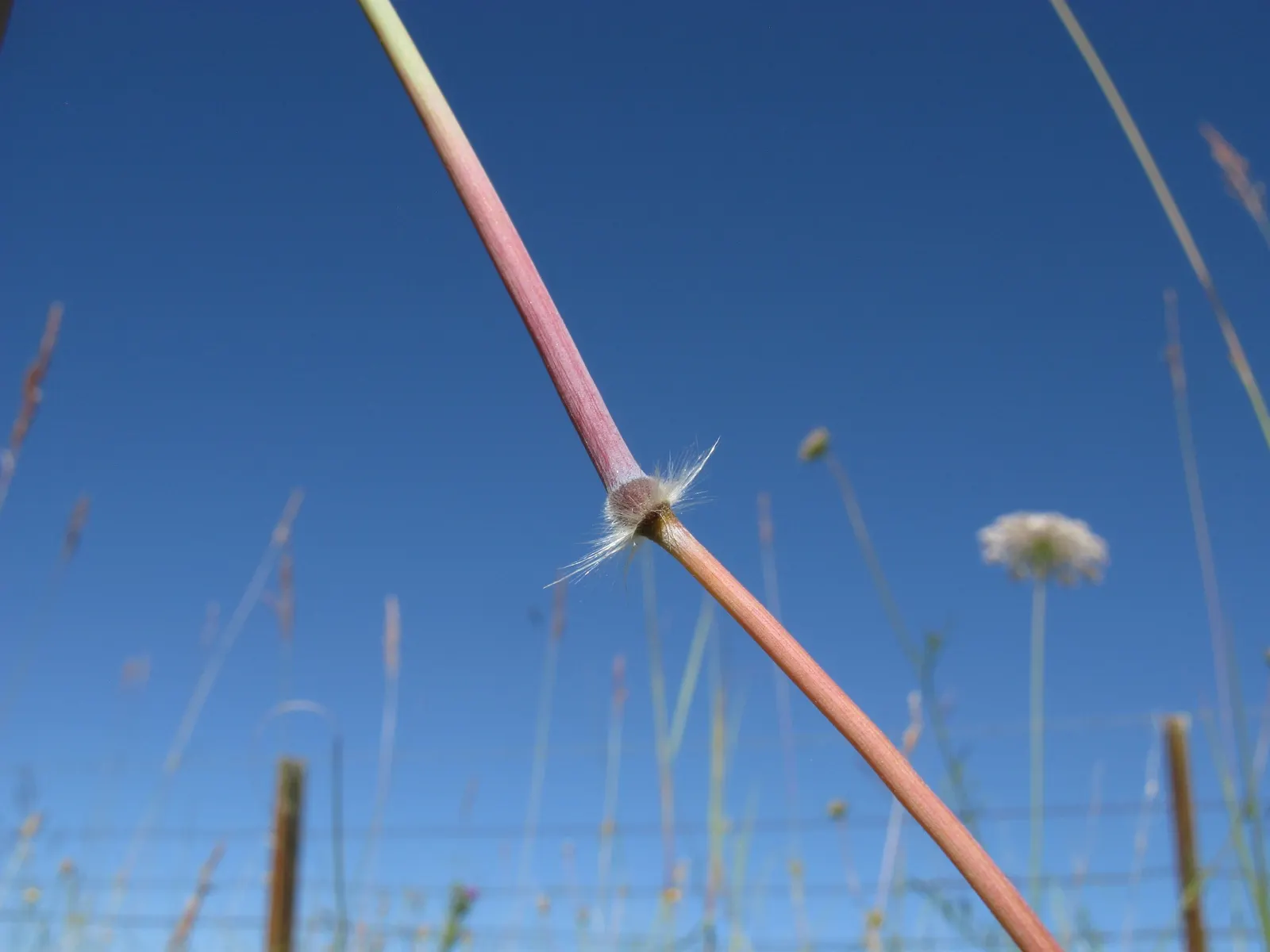Tussock Sedge (Carex Stricta) — which can reach heights of 1-2 feet with a comparable spread; these tussocks offer elevated platforms for a variety of wildlife