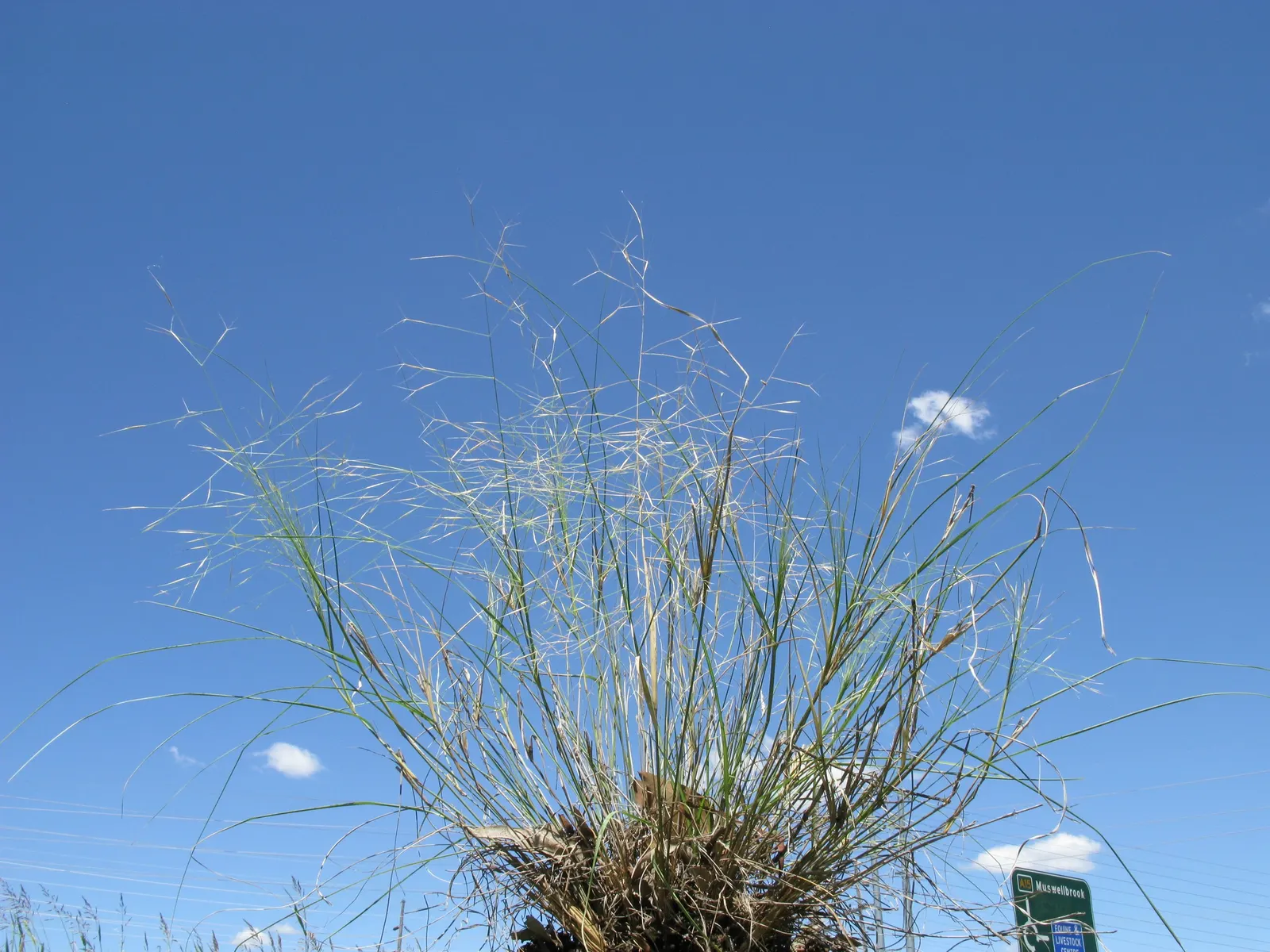 Tussock Sedge (Carex Stricta) — verdant aesthetic to any water-centric landscaping project