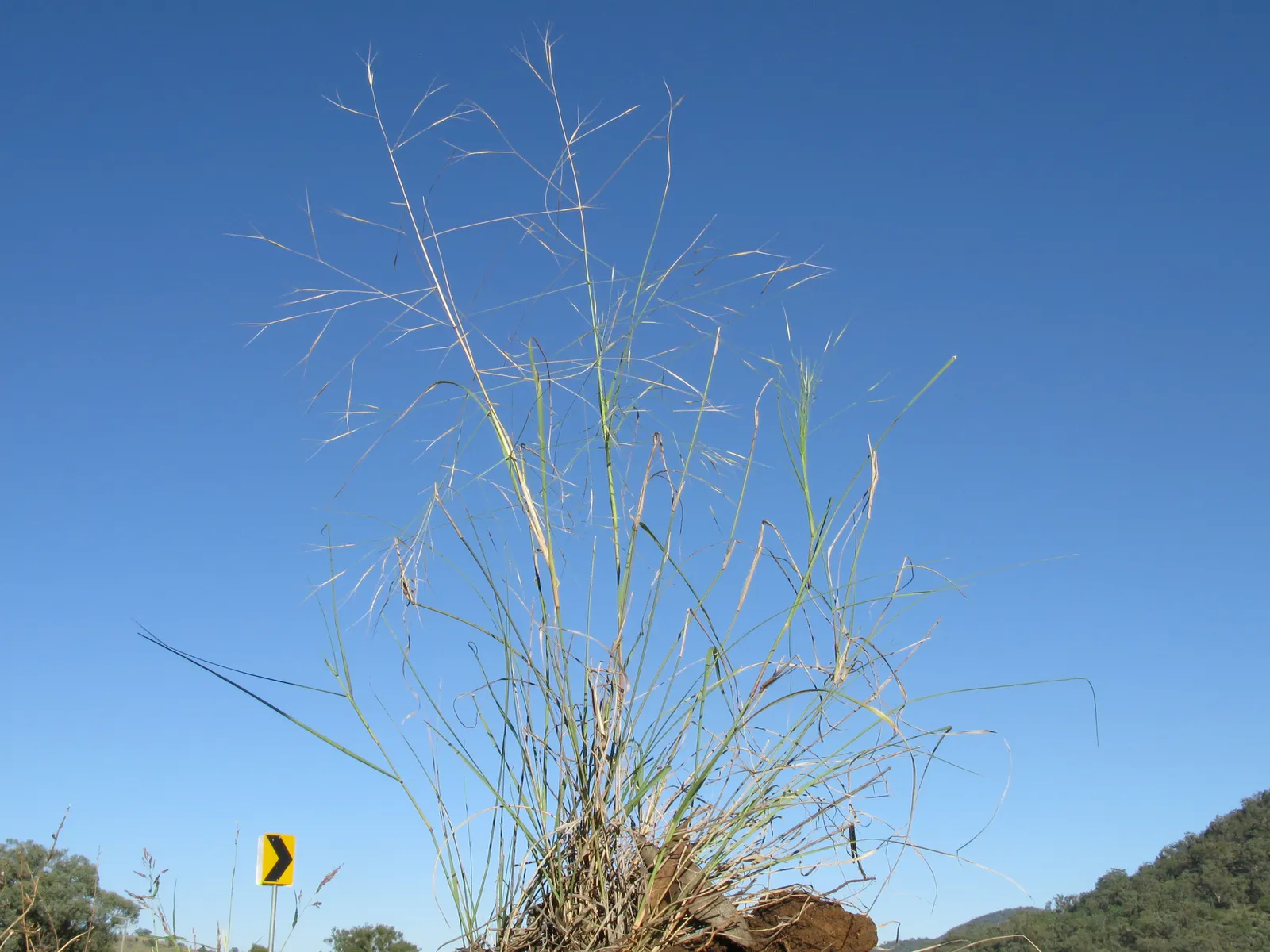 Tussock Sedge (Carex Stricta) — which can reach heights of 1-2 feet with a comparable spread