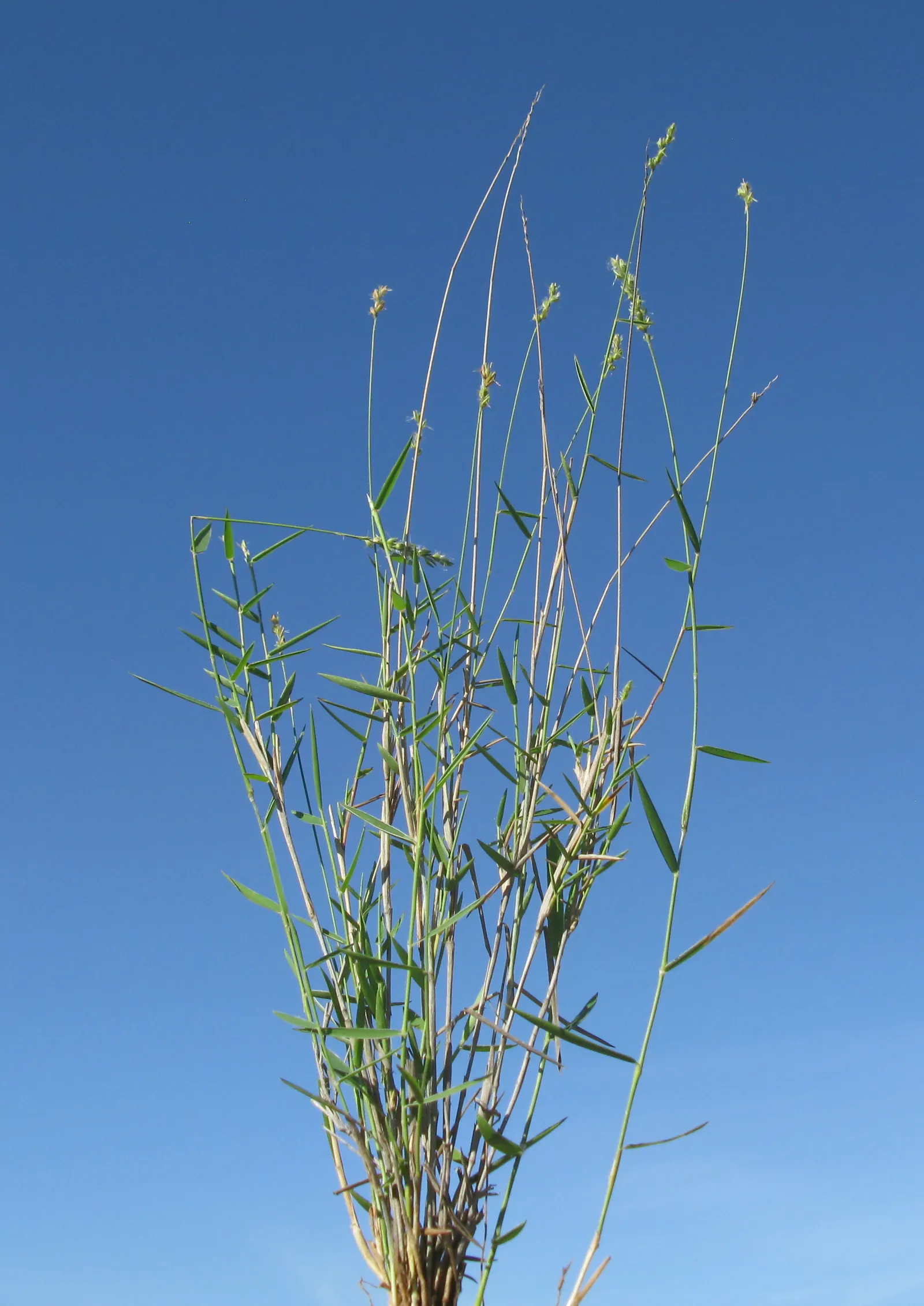 Tussock Sedge (Carex Stricta) — Ideally suited to USDA zones 4 through 9, image 47