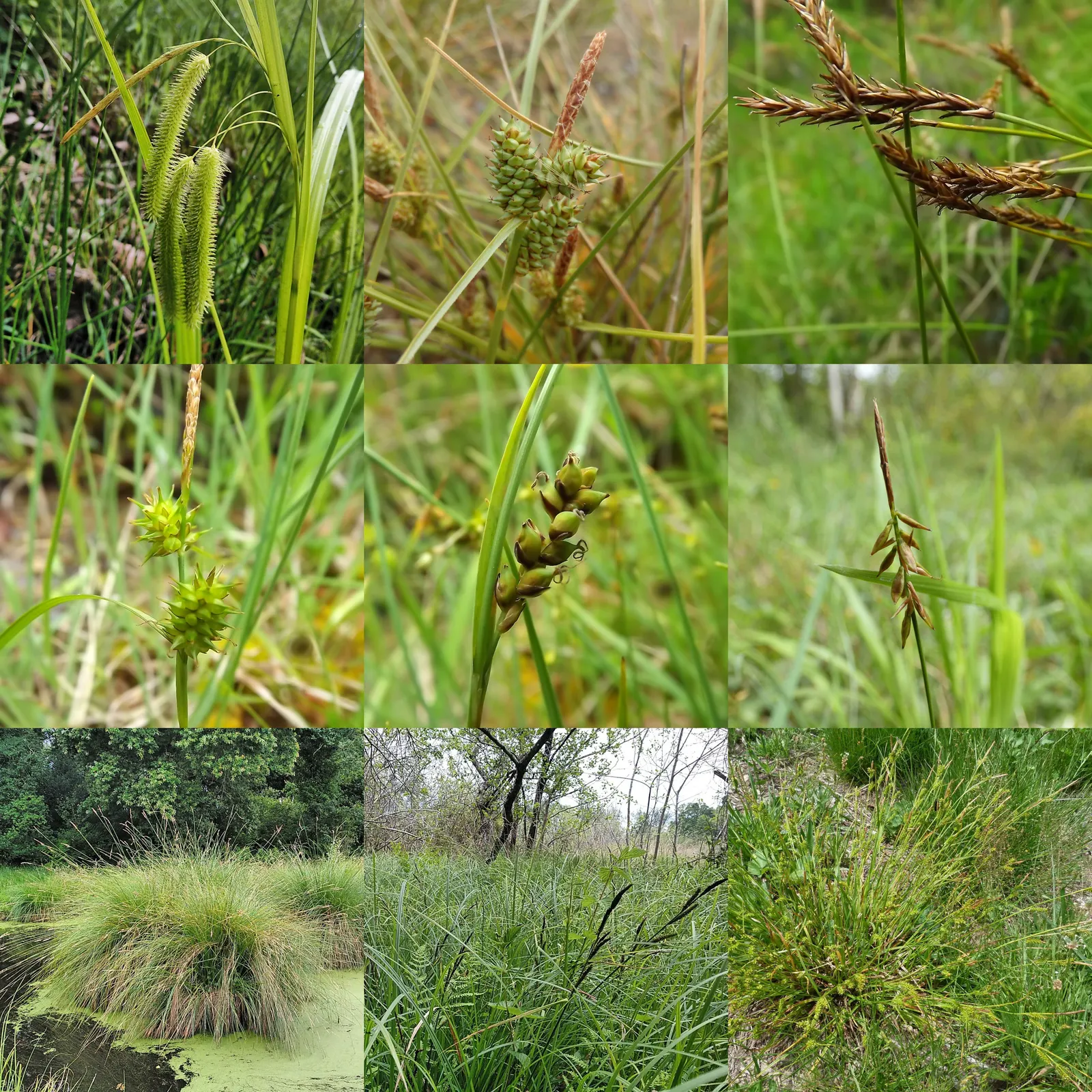 Tussock Sedge (Carex Stricta) — This sedge is typically free from serious pests or diseases