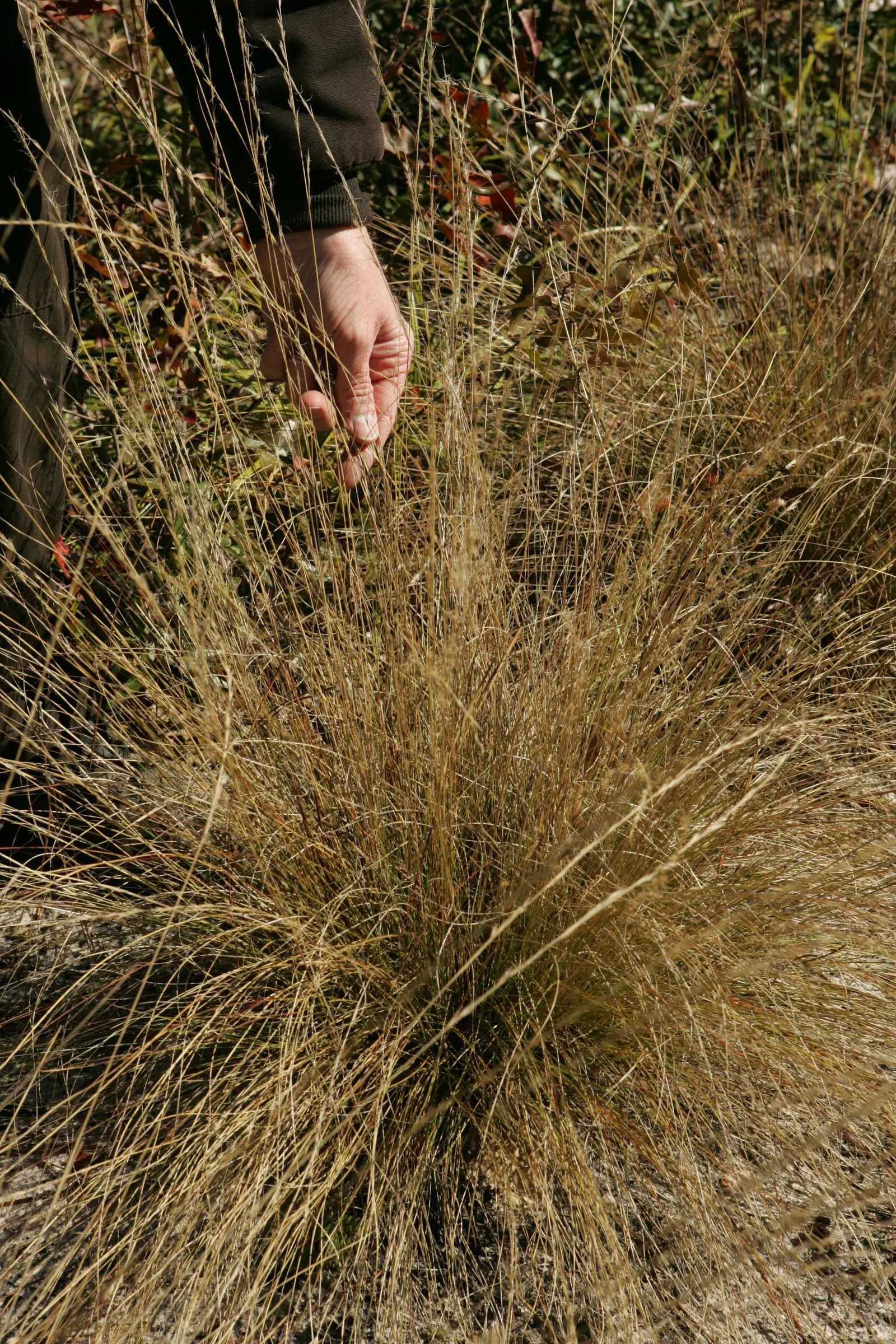Tussock Sedge (Carex Stricta) — These tussocks offer elevated platforms for a variety of wildlife