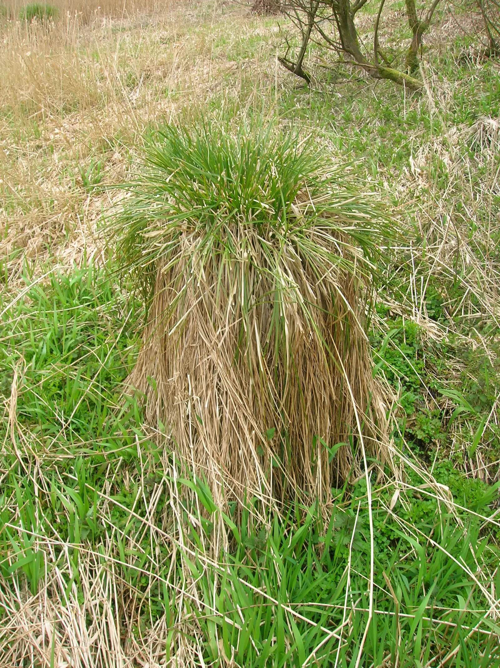 Tussock Sedge (Carex Stricta) — adding to its seasonal interest; inconspicuous greenish-brown flower spikes emerge