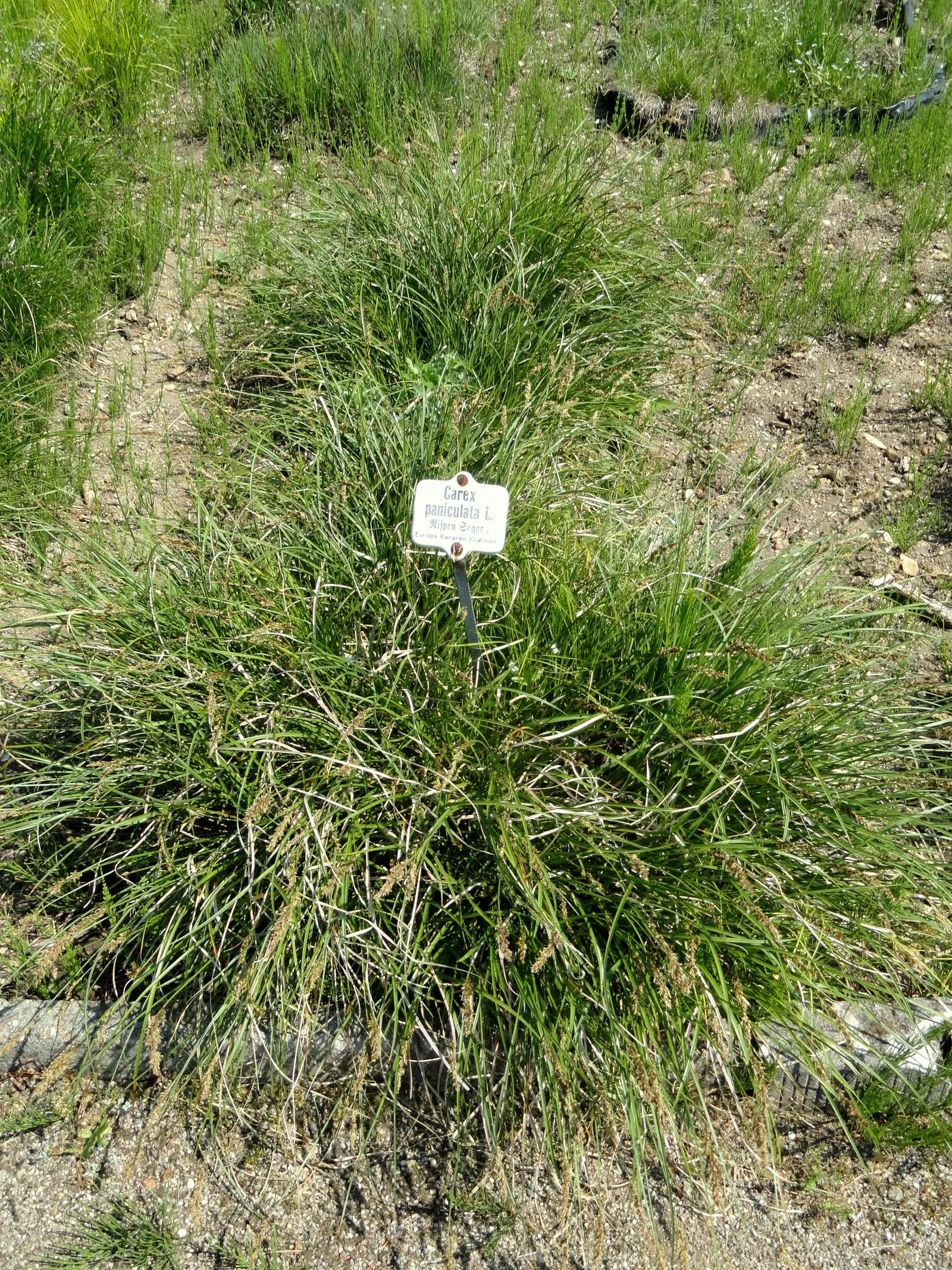 Tussock Sedge (Carex Stricta) — The plant flourishes in full to partial sun, making it a flexible choice for varying garden exposures, image 77