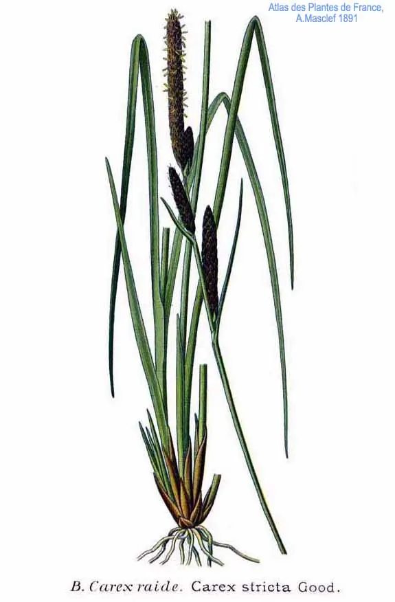 Tussock Sedge (Carex Stricta) — It stands about 1-3 ft tall with narrow, grass-like leaves; making it a prime candidate for rain gardens, image 96