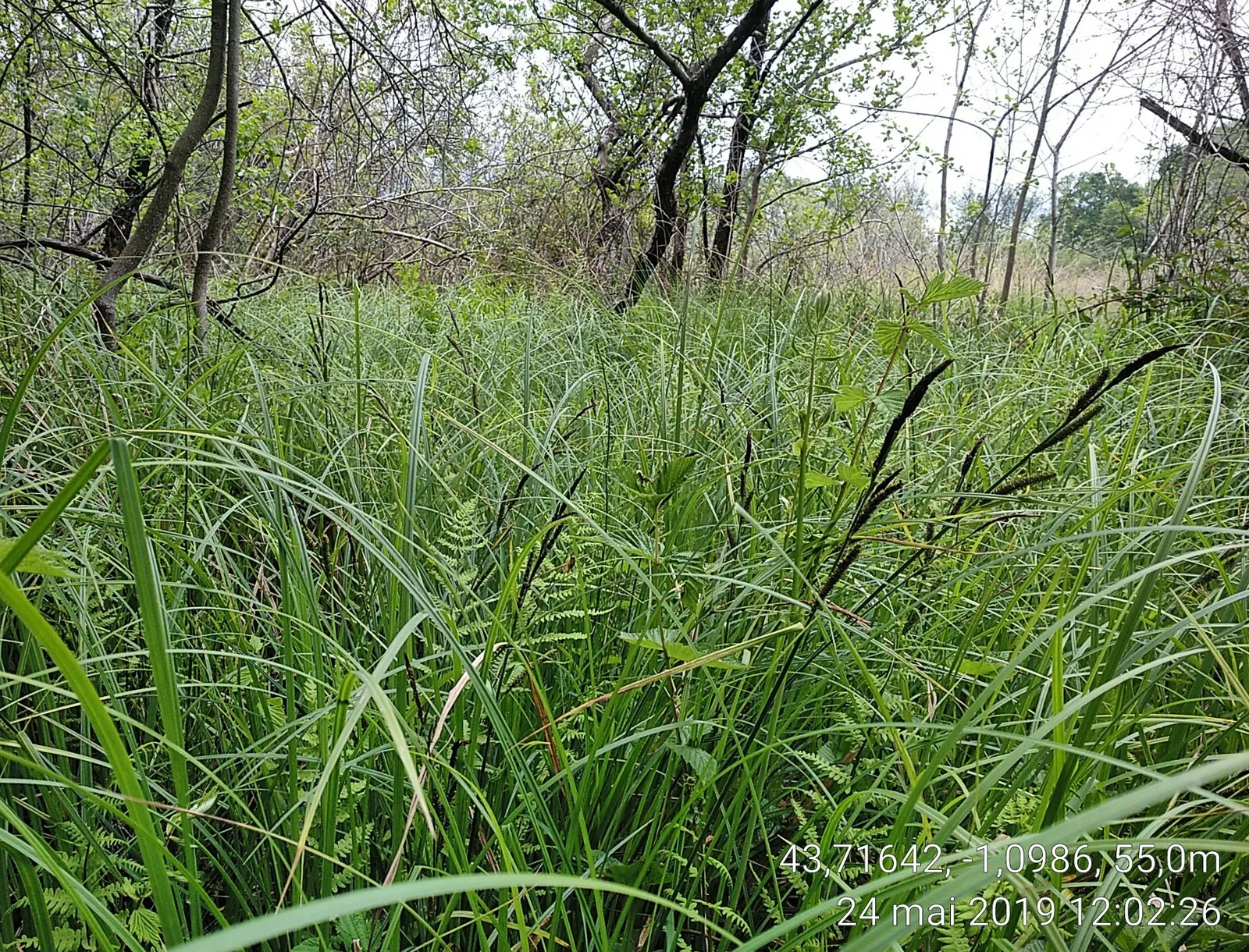 Tussock Sedge (Carex Stricta) — Tussock Sedge (Carex stricta)