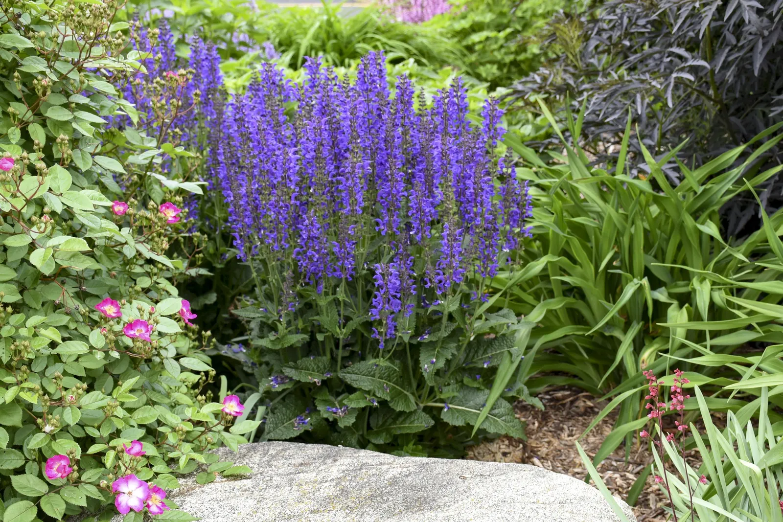'Indiglo Girl' Perennial Salvia (Salvia hybrid) — Grow in full sun with average to fertile