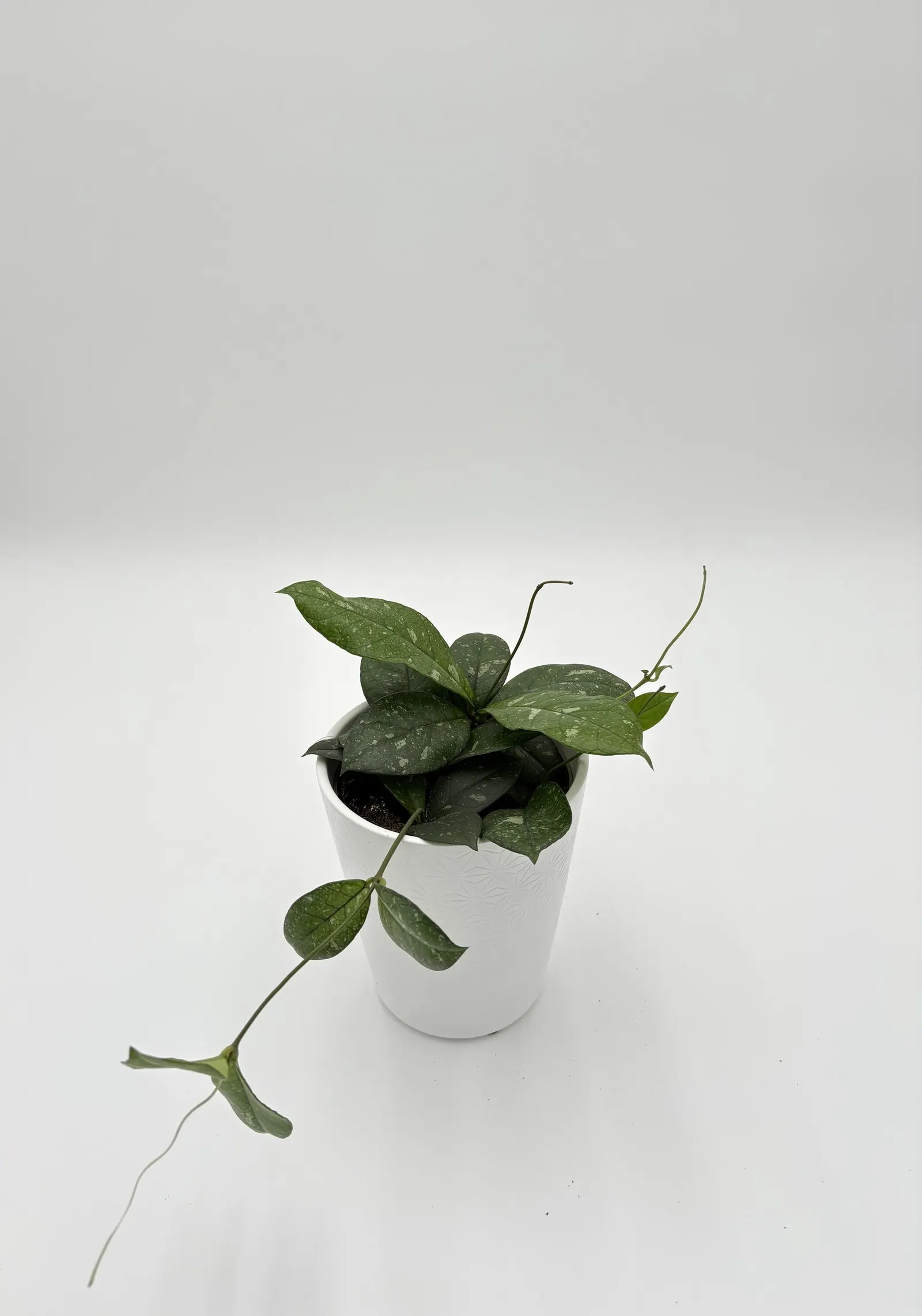 Dappled Forest™ Wax Vine (Hoya hybrid) — Proven Winners - Endless Cascades® Dappled Forest™ - Wax Vine - Hoya hybrid plant details