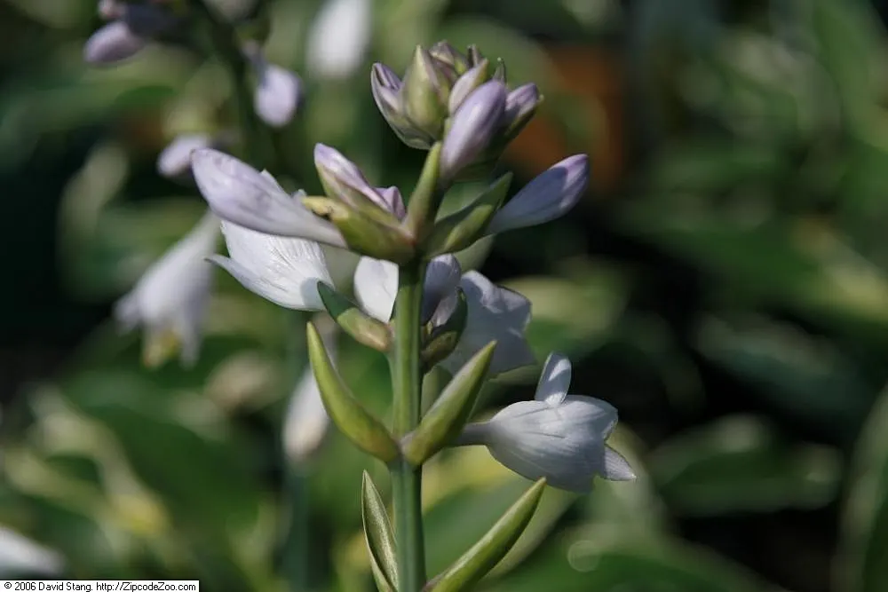 First Frost Hosta (Hosta 'First Frost') — The Hosta 'First Frost' graces gardens with heart-shaped