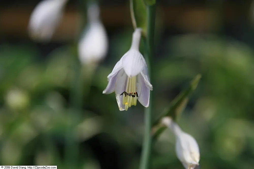 First Frost Hosta (Hosta 'First Frost') — As a medium-sized perennial, it spans up to 36 inches wide and stands 16 inches tall