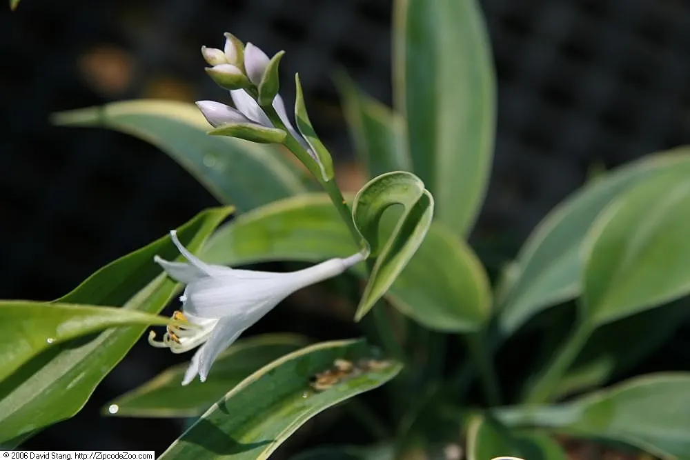 First Frost Hosta (Hosta 'First Frost') — Expect lavender flowers in midsummer