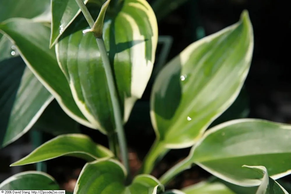 First Frost Hosta (Hosta 'First Frost') — blue-green leaves edged in creamy gold that fade to pure white over time
