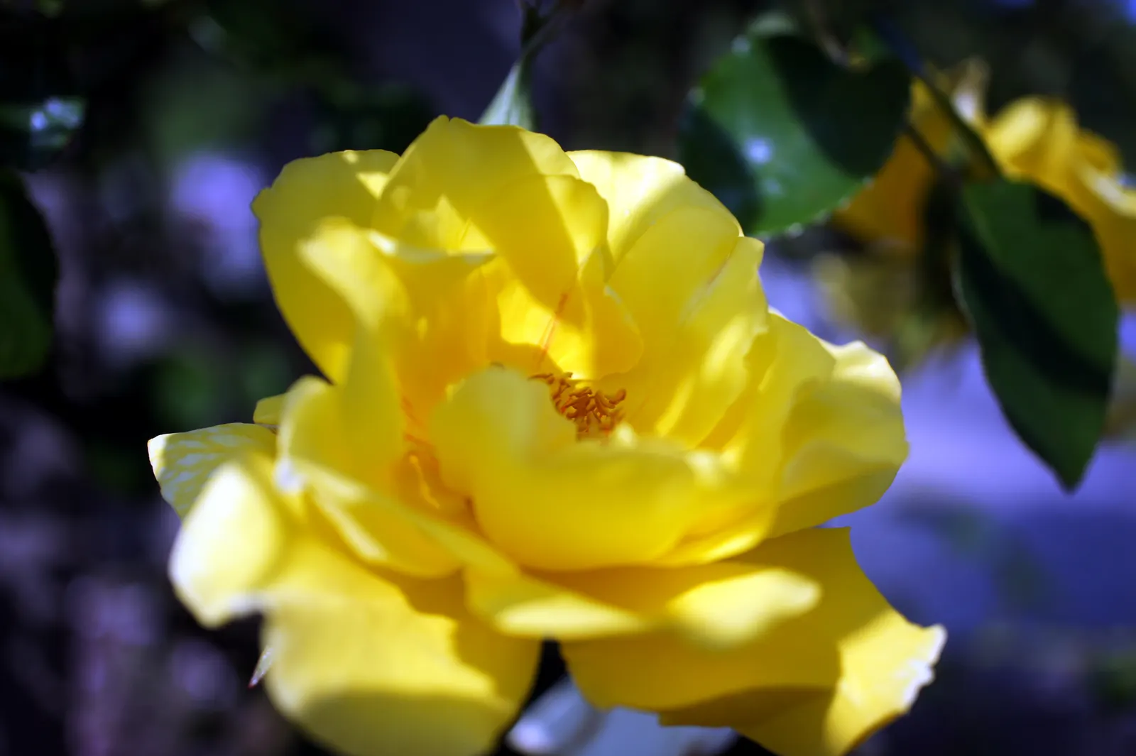Golden Showers Climbing Rose (Rosa Climbing 'Golden Showers') — This variety features abundant clusters of fragrant