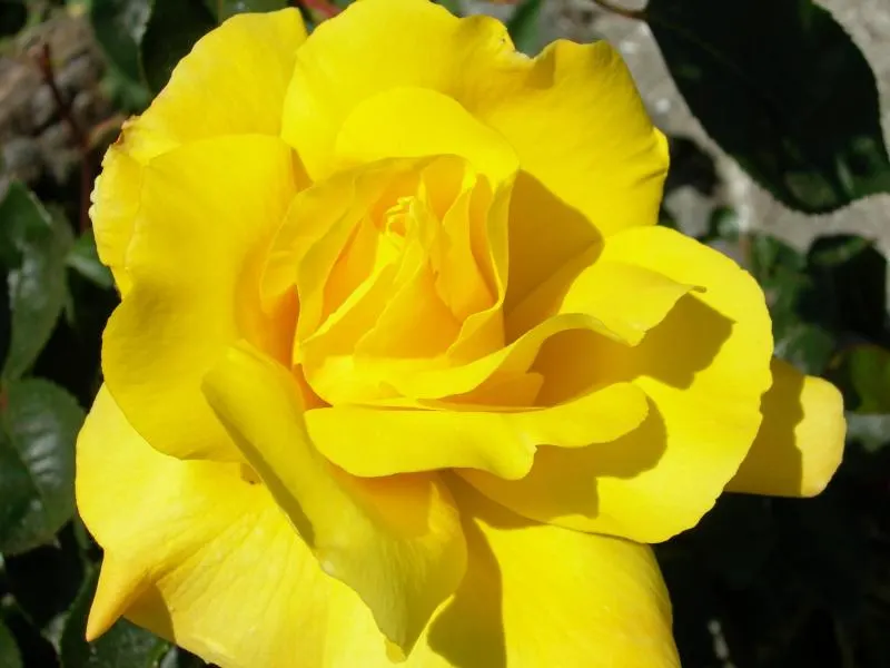 Golden Showers Climbing Rose (Rosa Climbing 'Golden Showers') — Rosa 'Golden Showers' is a climbing rose that adds warm color and vertical interest to the