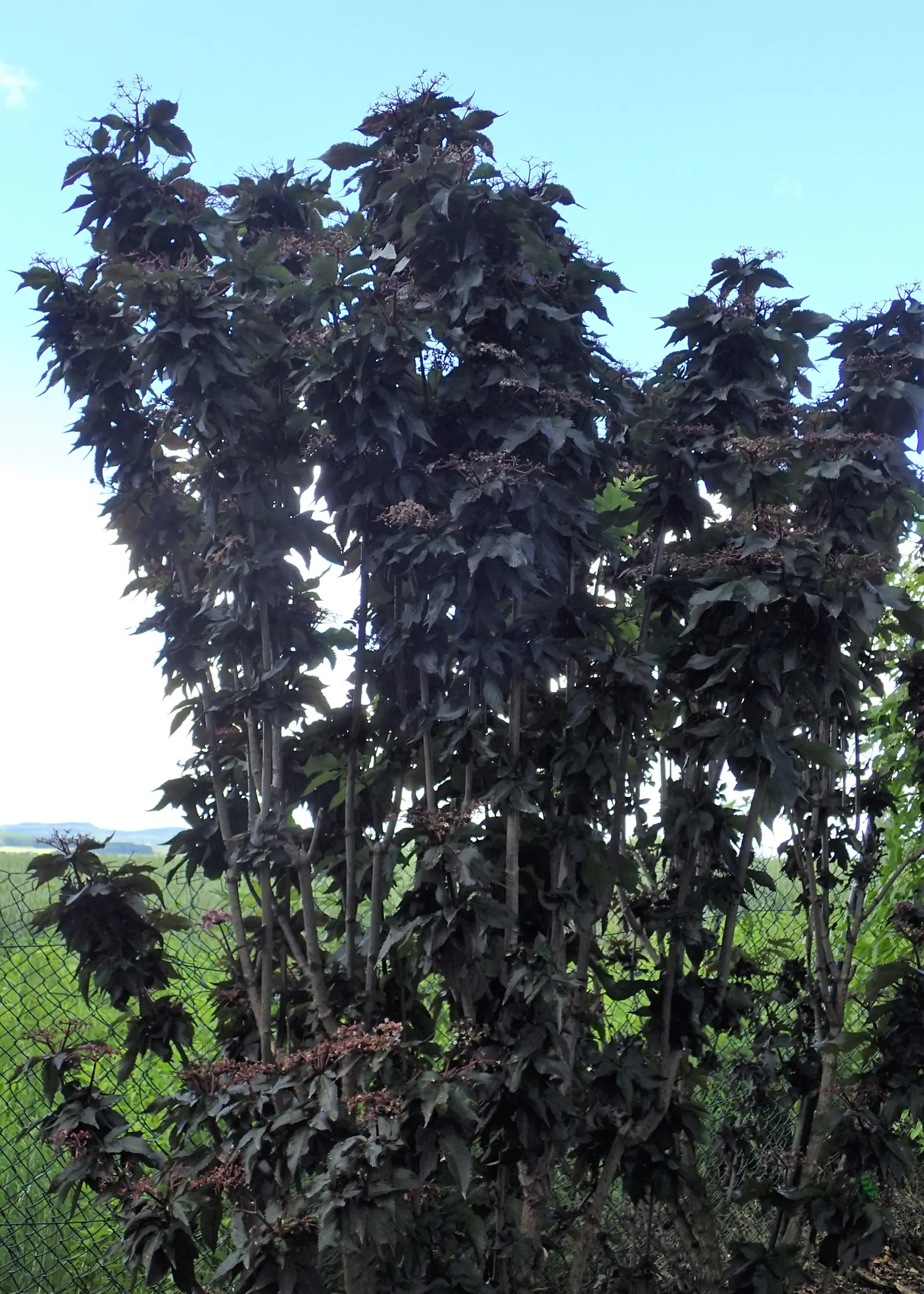 Black Tower Elder (Sambucus Nigra 'Black Tower') — commonly referred to as Black Tower Elderberry
