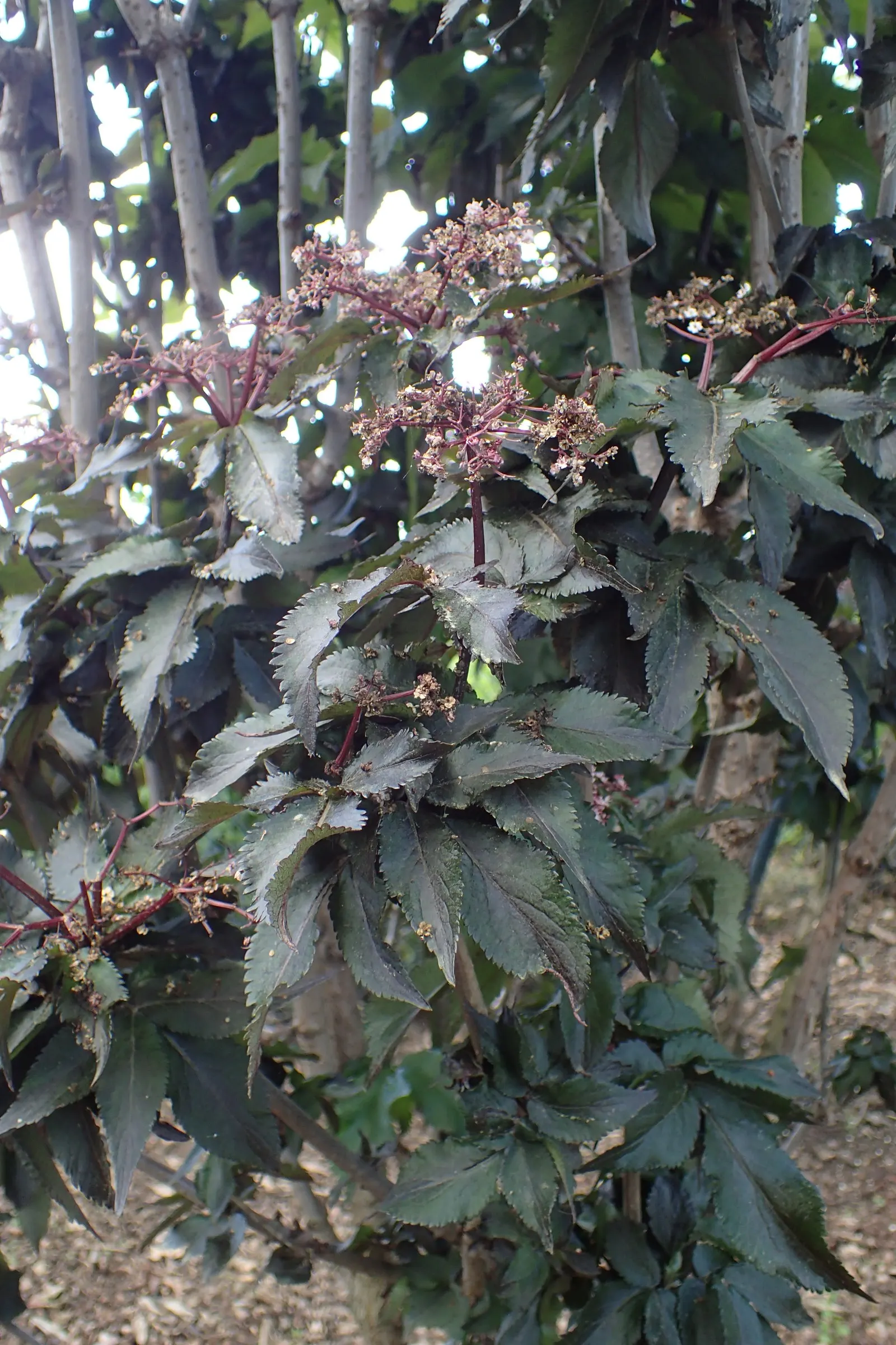 Black Tower Elder (Sambucus Nigra 'Black Tower') — upright deciduous shrub that brings both visual appeal and functionality to the landscape