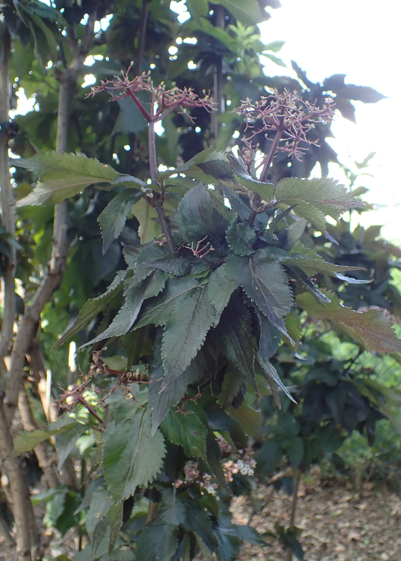 Black Tower Elder (Sambucus Nigra 'Black Tower') — These berries are attractive to wildlife and can also be used in jams and wines
