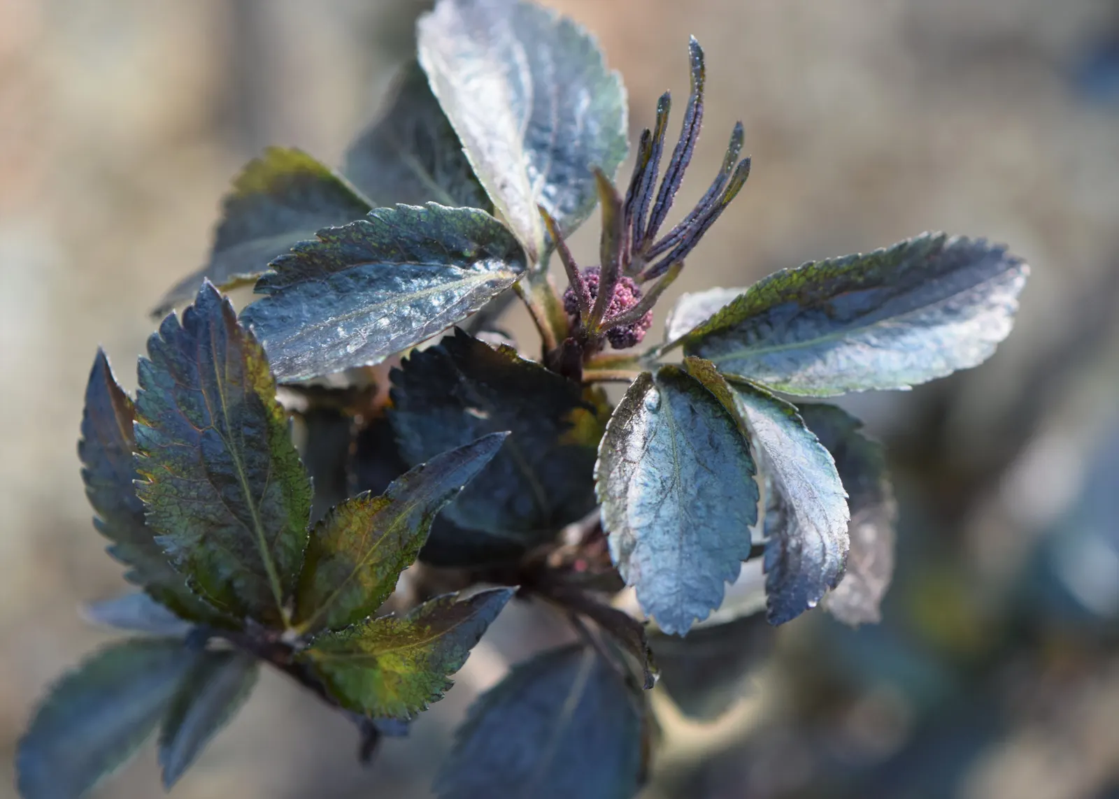 Black Tower Elder (Sambucus Nigra 'Black Tower') — Spring brings clusters of tiny pink flowers, contrasting with its foliage, followed by blackish-purple