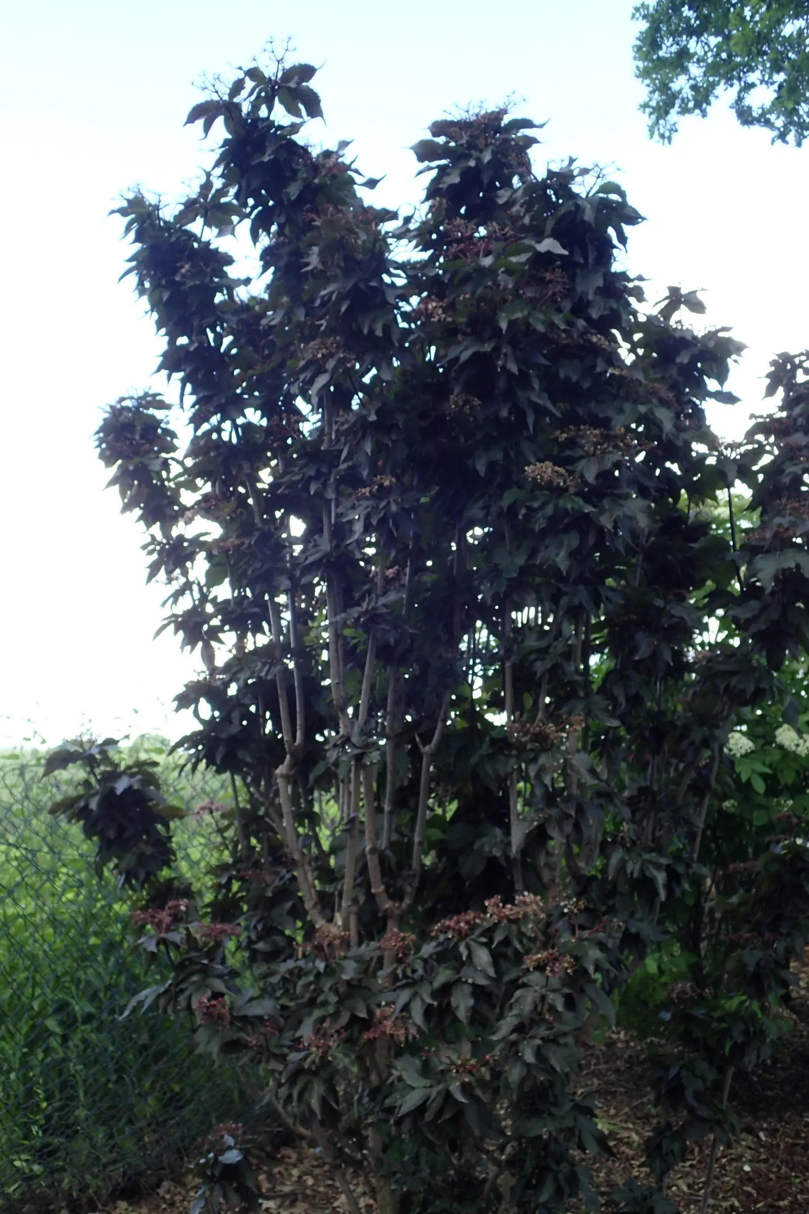 Black Tower Elder (Sambucus Nigra 'Black Tower') — It matures to about 6-8 feet tall and 3-4 feet wide, perfect for vertical interest in gardens