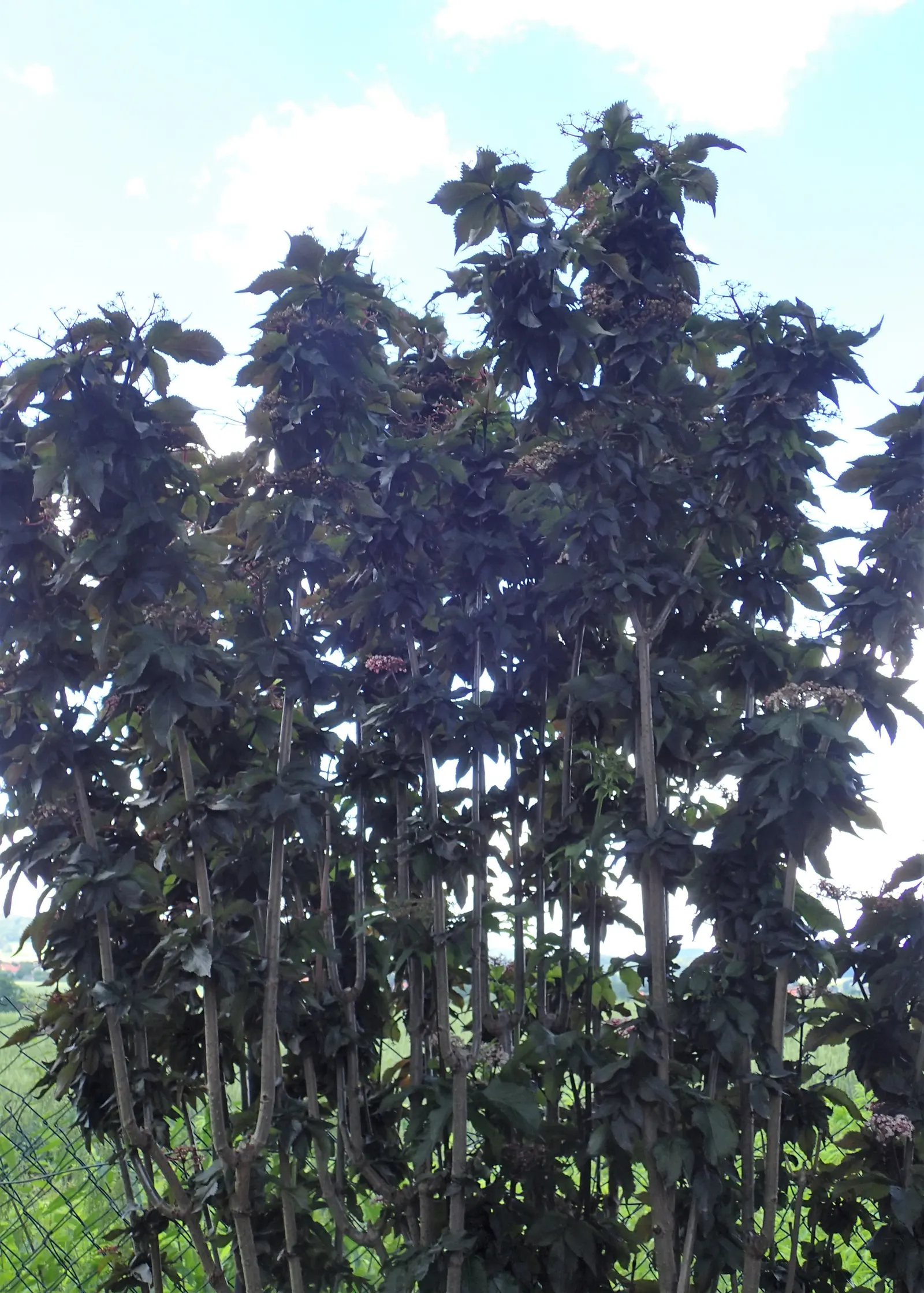 Black Tower Elder (Sambucus Nigra 'Black Tower') — Prefers full sun to partial shade and well-drained soil