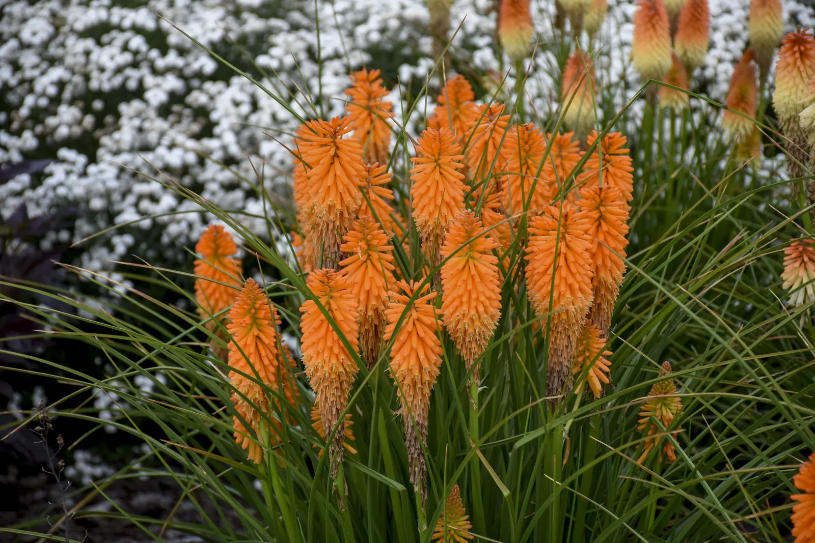 'Orange Blaze' Red Hot Poker (Kniphofia hybrid) — information and resources