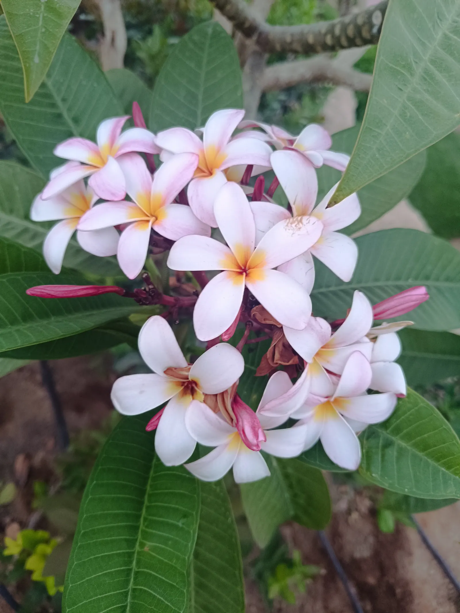 Frangipani (Plumeria Acuminata 'Pink') — Thrives in full sun, reaching up to 20 ft high with minimal cold tolerance