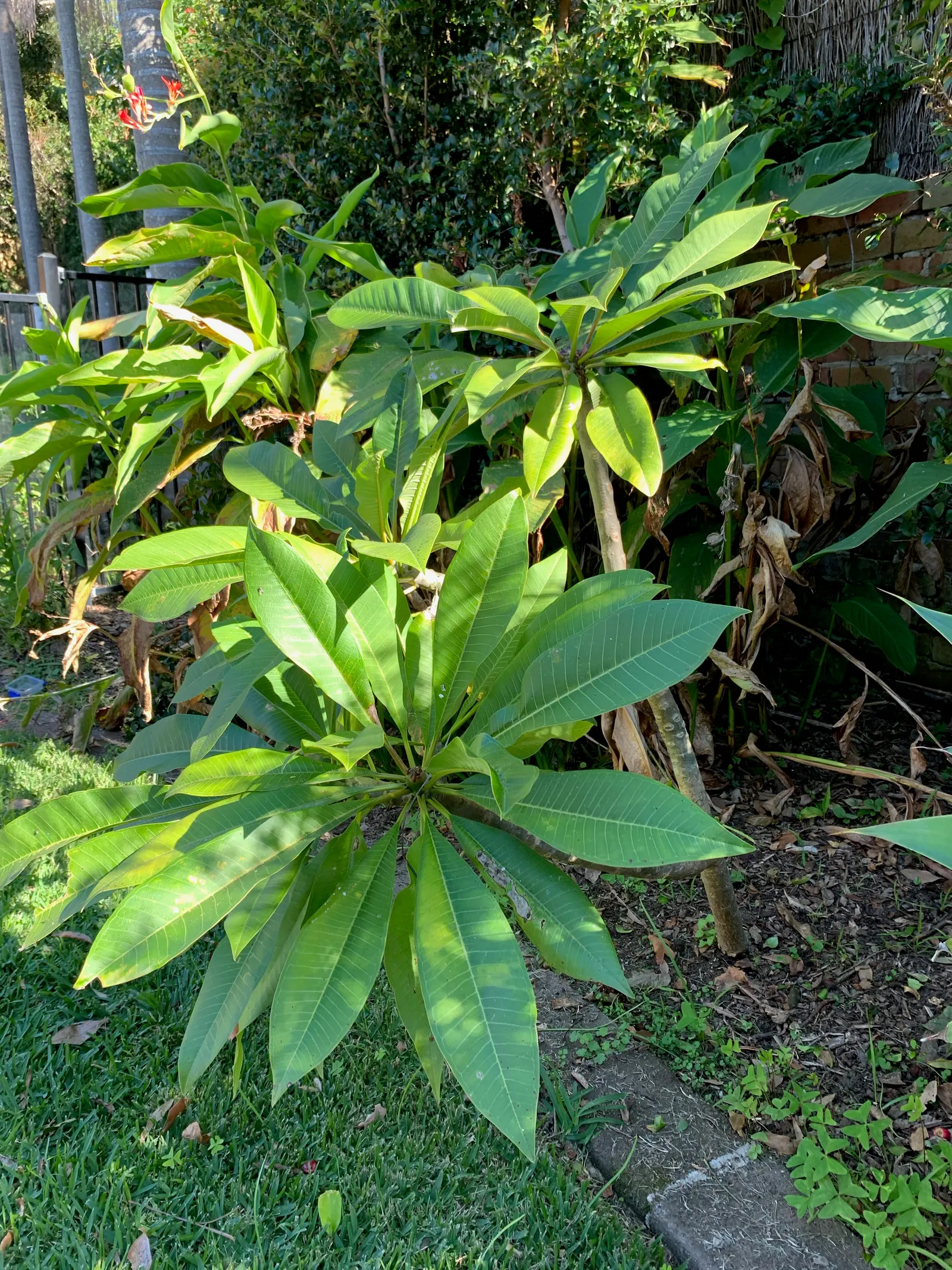 Frangipani (Plumeria Acuminata 'Pink') — Thrives in full sun, reaching up to 20 ft high with minimal cold tolerance; adding an element of dynamic wildlife to