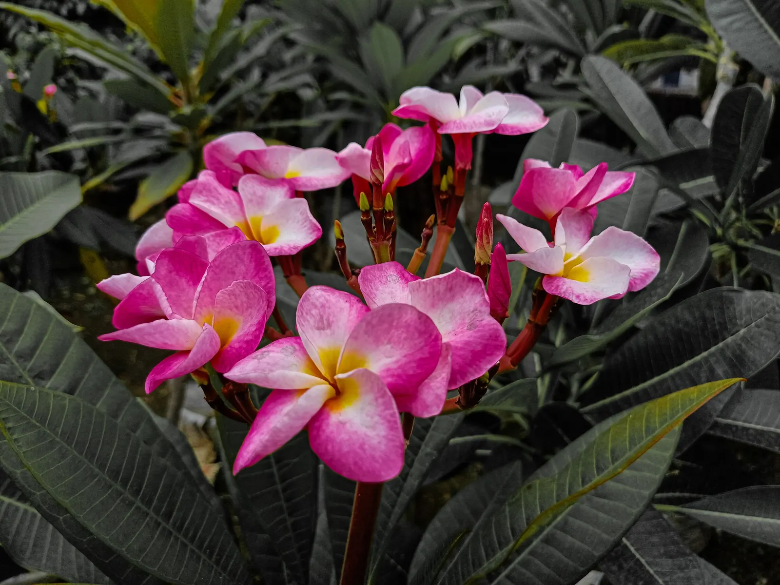 Frangipani (Plumeria Acuminata 'Pink') — When designing with this alluring plant
