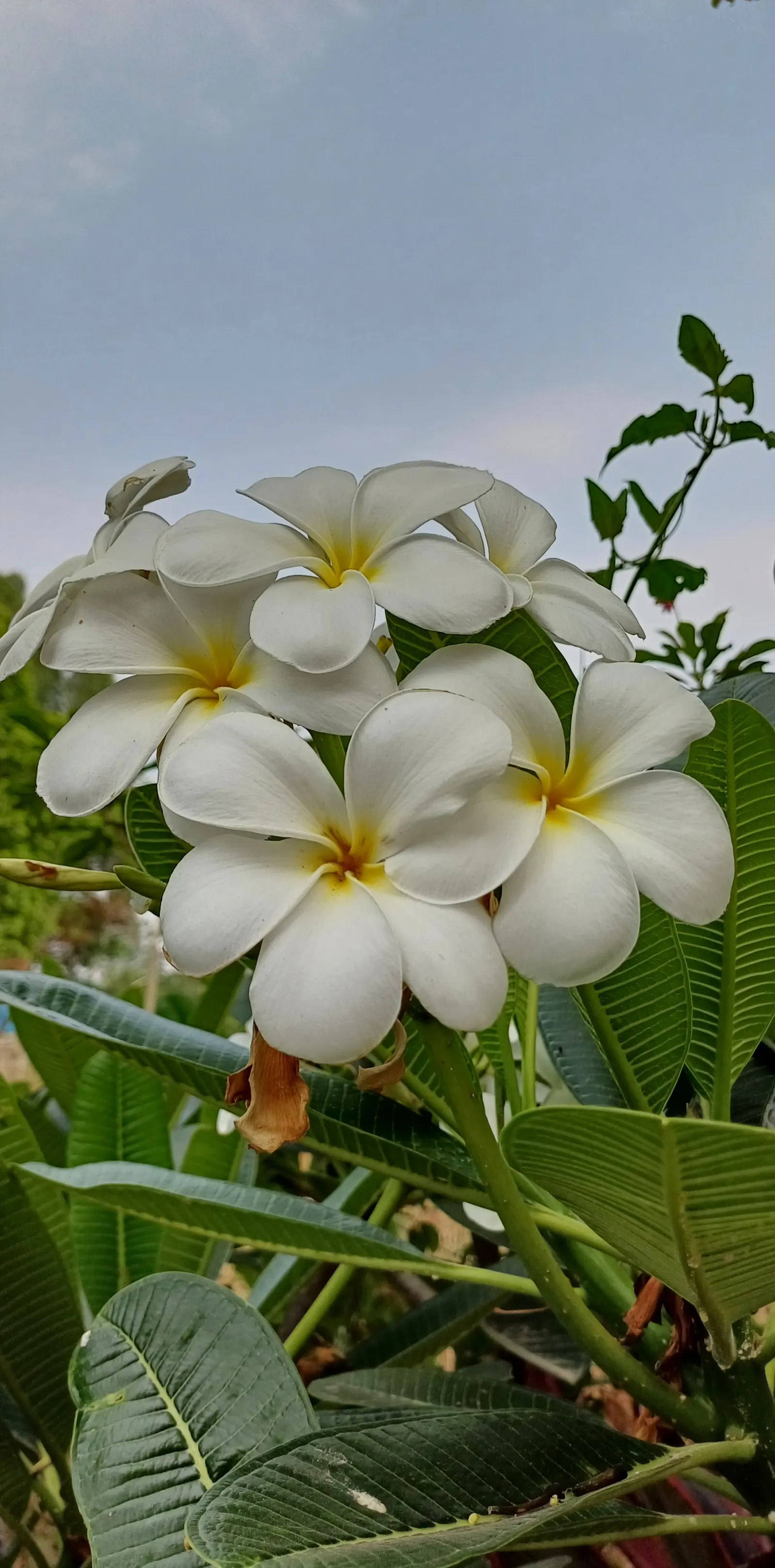 Frangipani (Plumeria Acuminata 'Pink') — Drought-resistant once established; this variety showcases lush clusters of soft pink flowers